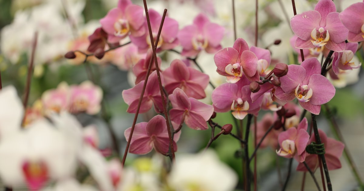 品種目錄｜LIHSIN ORCHIDS 立昕蘭場