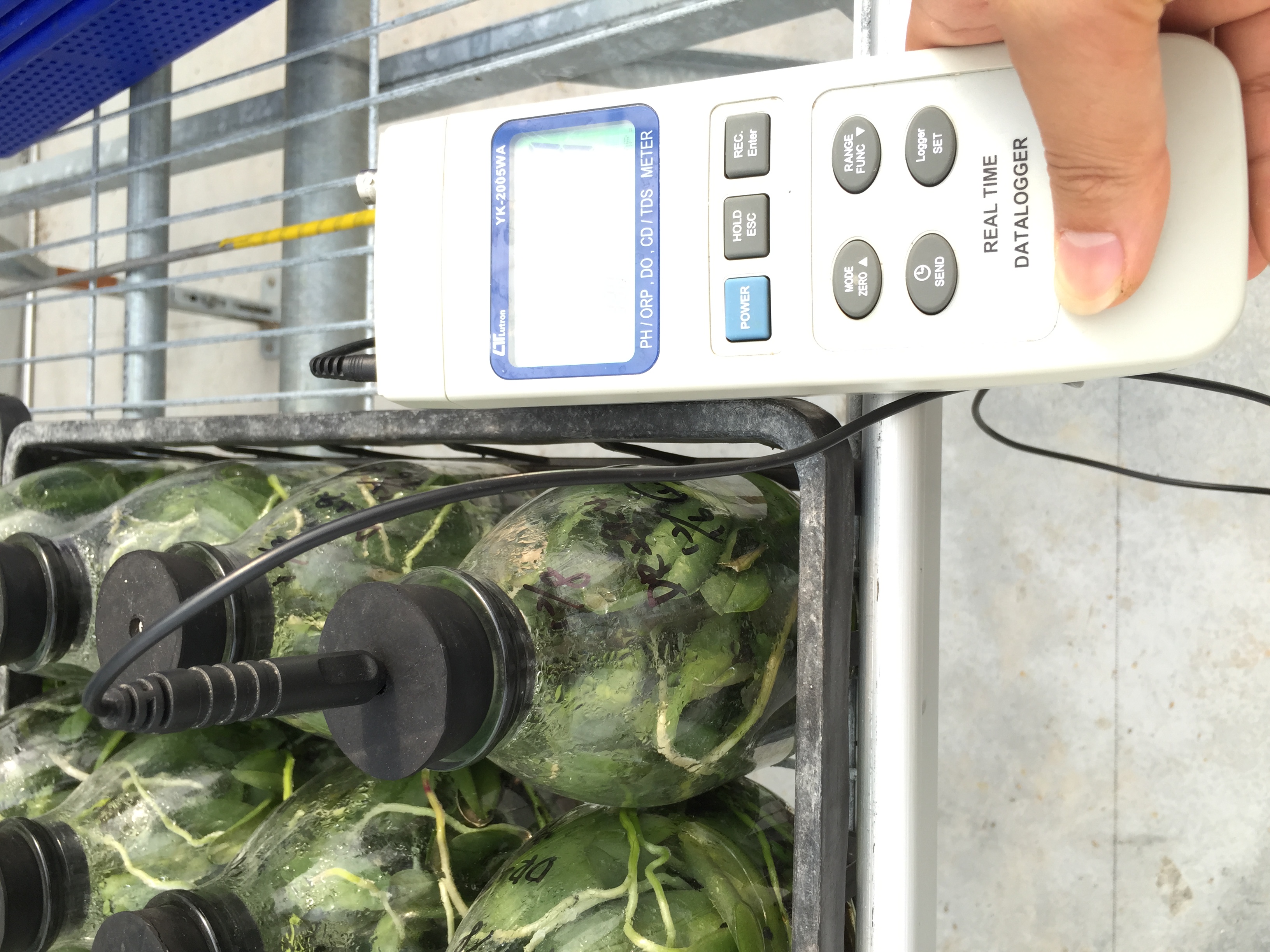 pH- en TDS-meter bij weefselkweekflessen van LIHSIN ORCHIDS