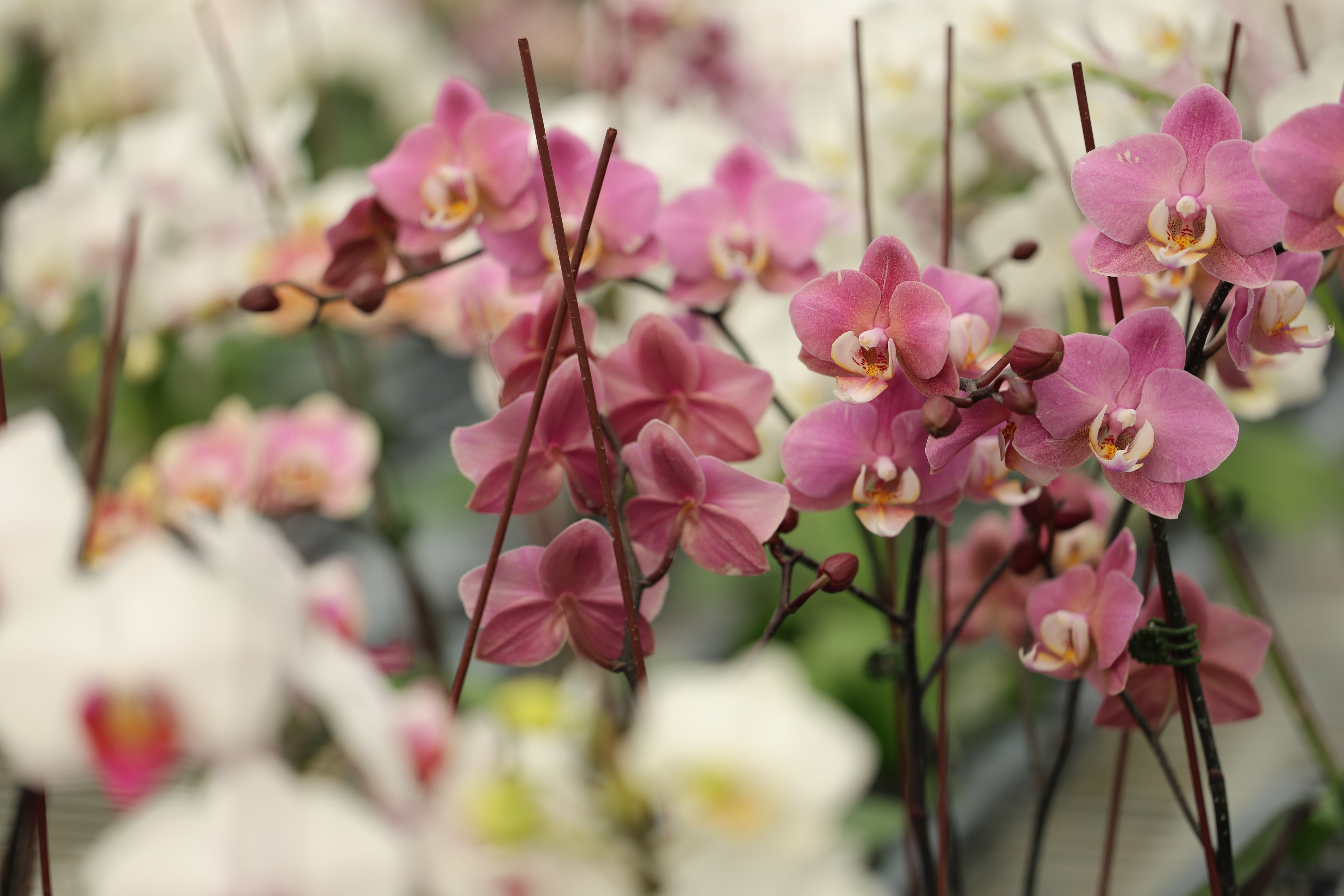 Roze en witte mini-phalaenopsis in volle bloei bij de kwekerij van LIHSIN ORCHIDS, Taiwan