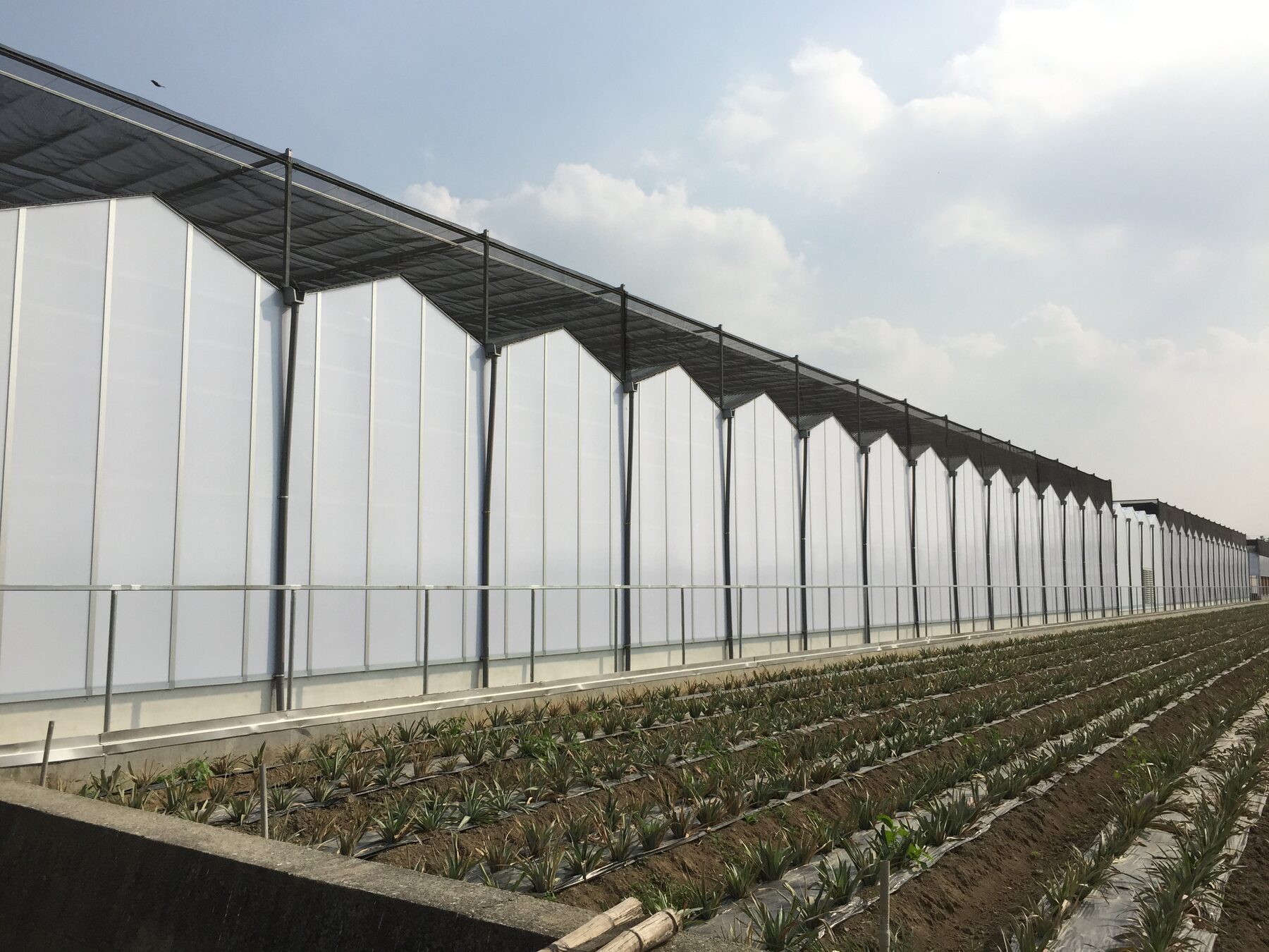 Gable-roof steel-frame insect-proof greenhouse at LIHSIN ORCHIDS, certified for US export