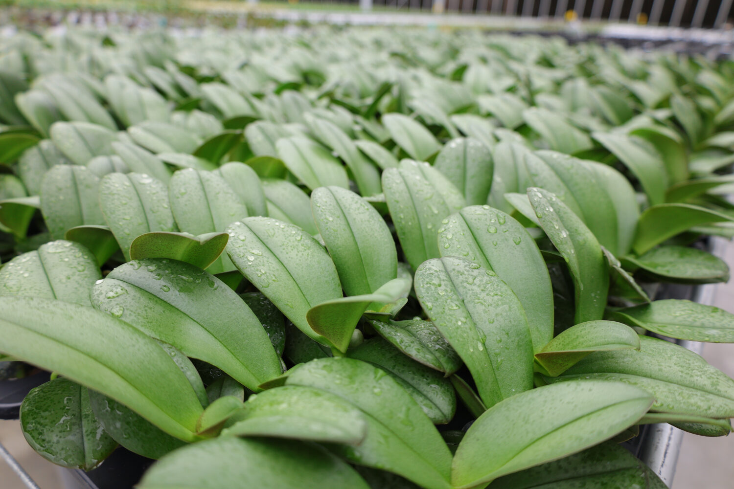 Gezonde jonge phalaenopsis-planten met waterdruppels bij LIHSIN ORCHIDS