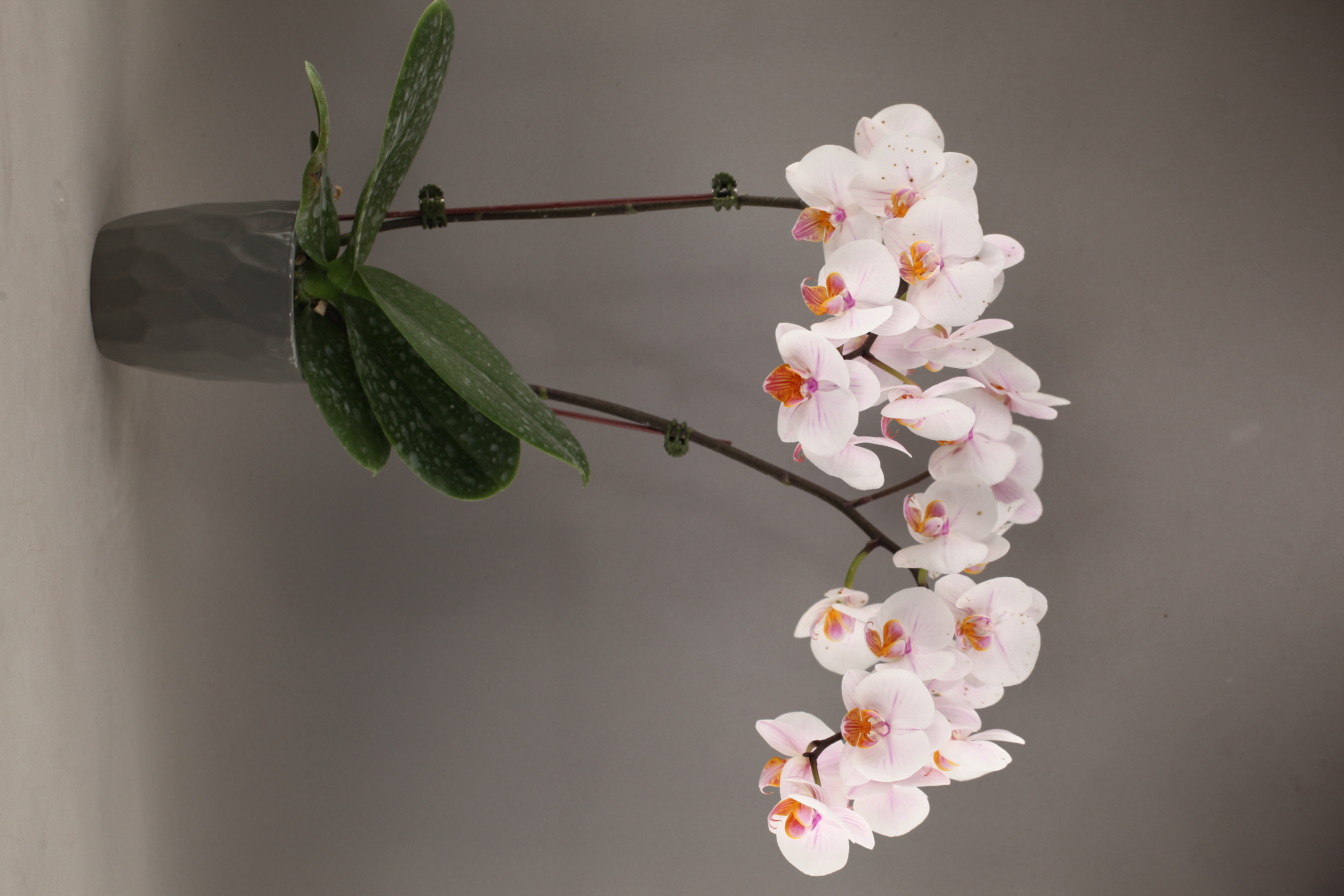 C146-1 白花蝴蝶蘭