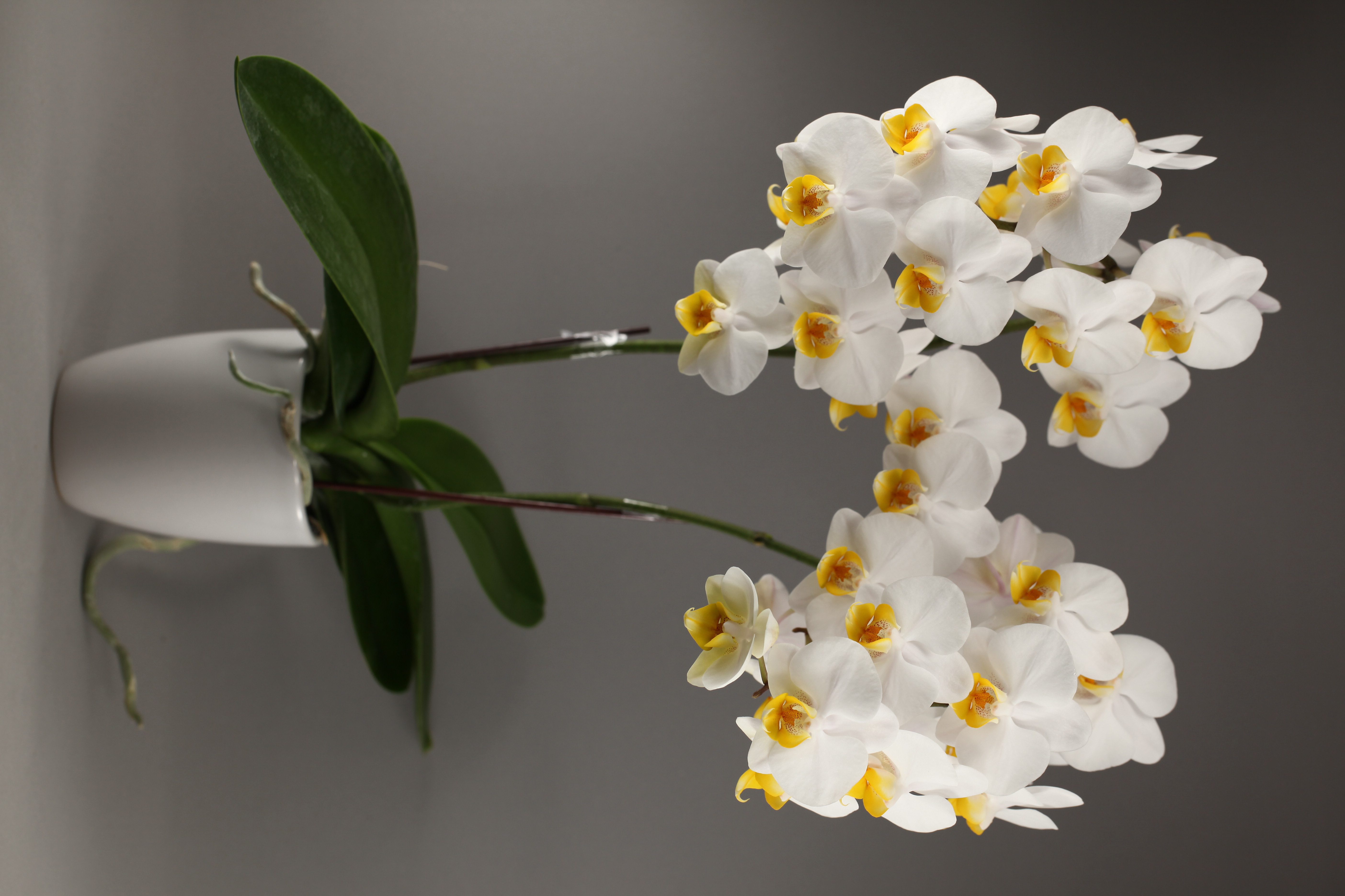 C162-3 白花蝴蝶蘭