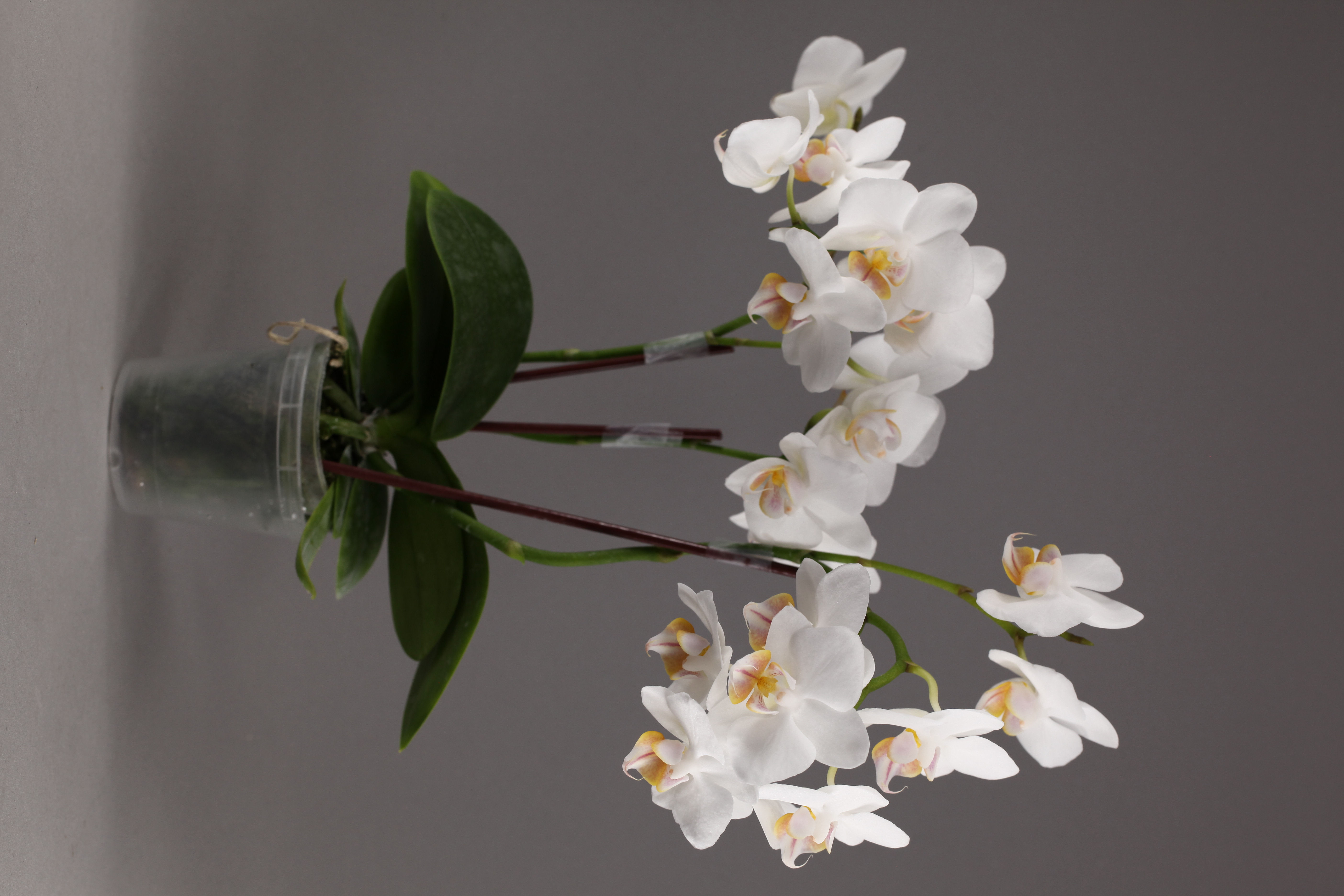 D12-3 白花蝴蝶蘭