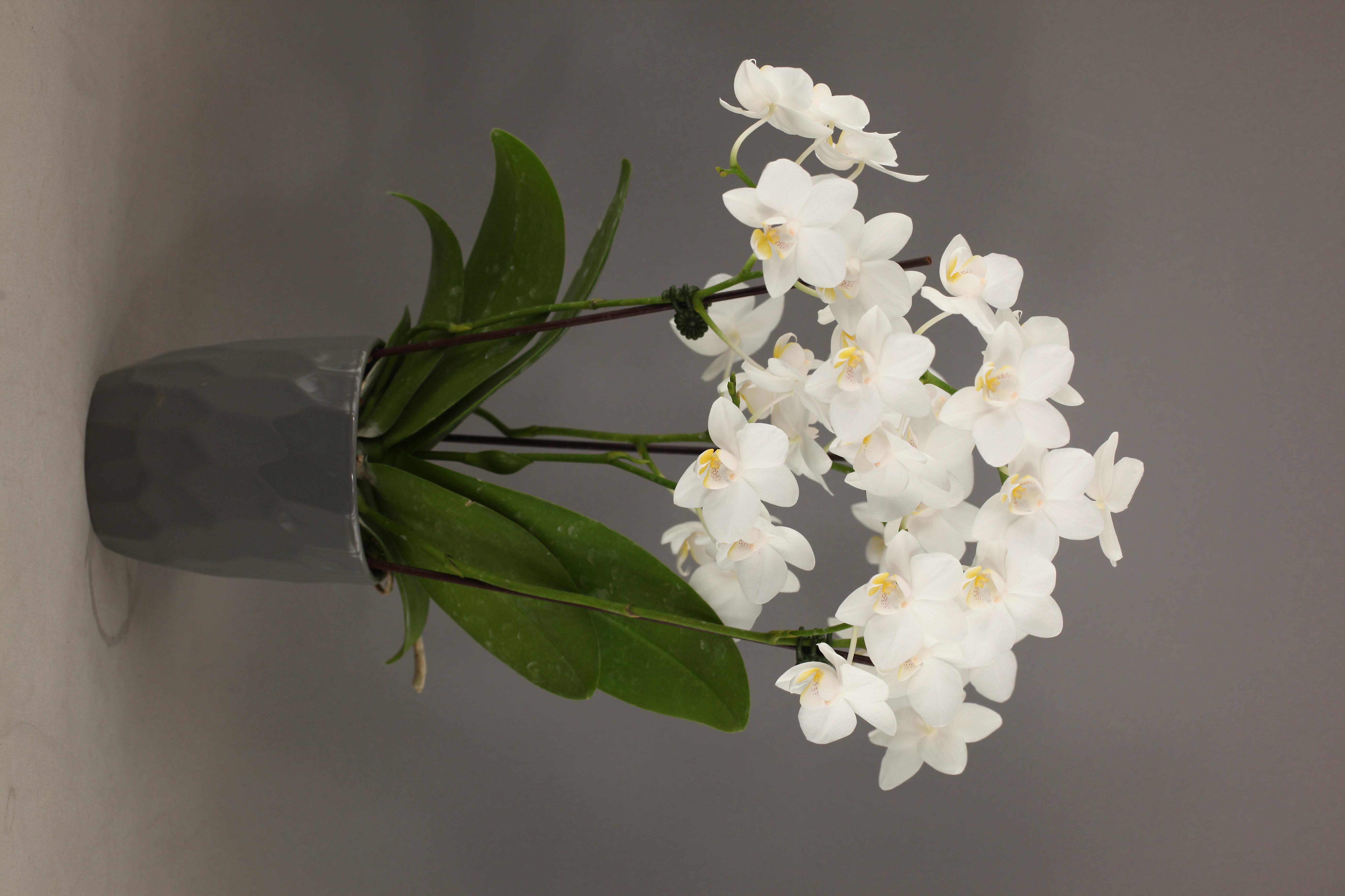 E48-5 白花蝴蝶蘭