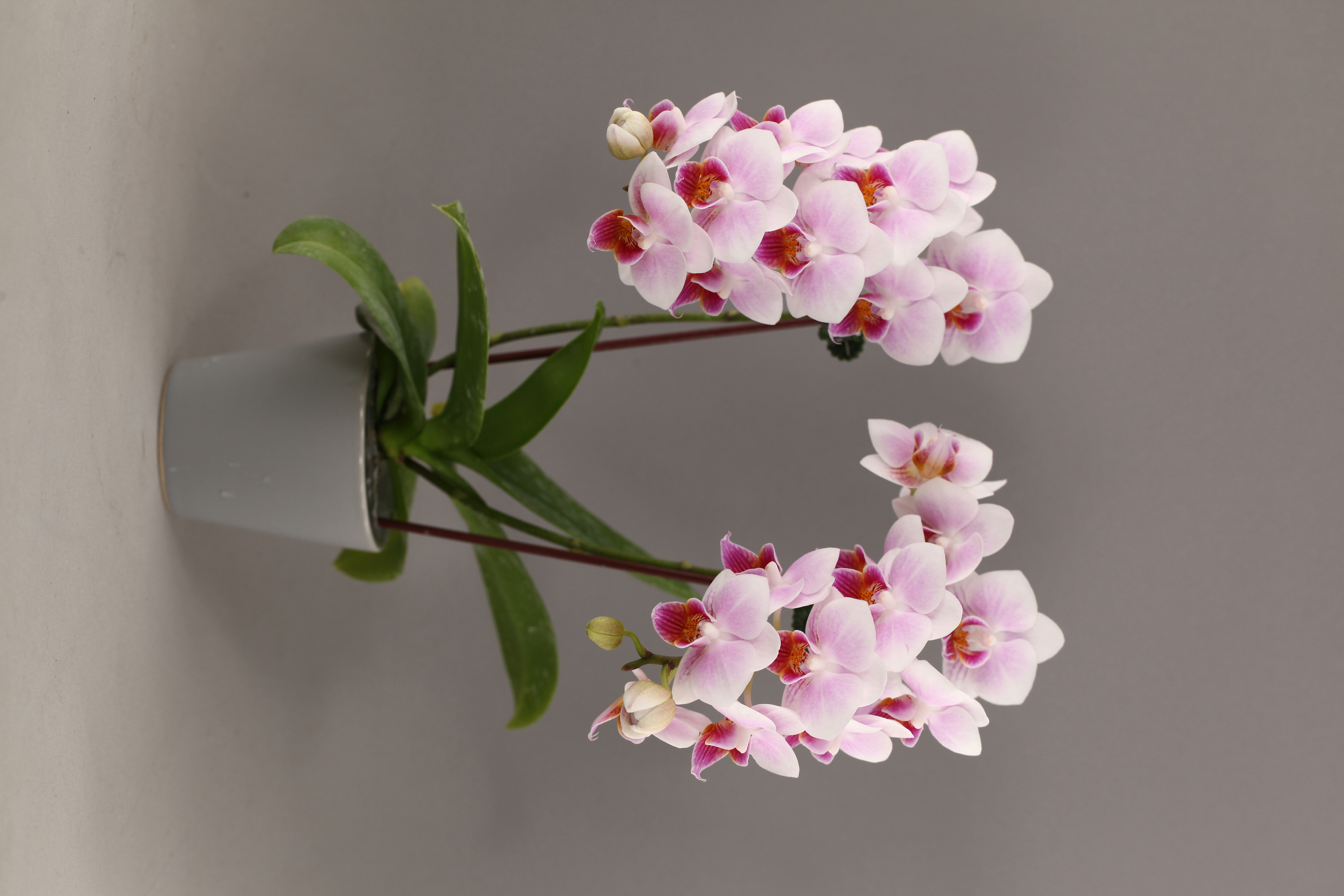 E73-2 粉花蝴蝶蘭