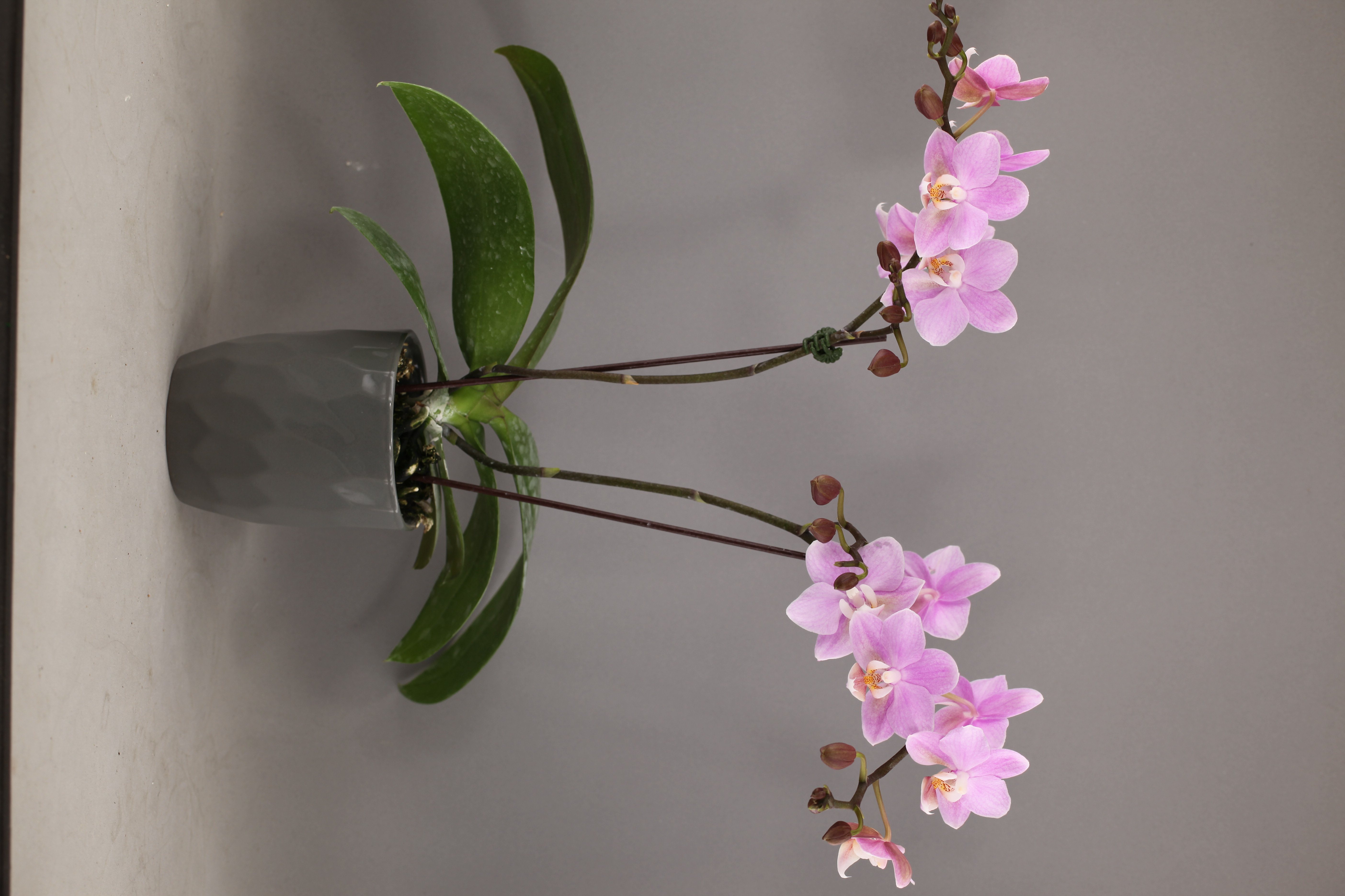 E79-2 粉花蝴蝶蘭
