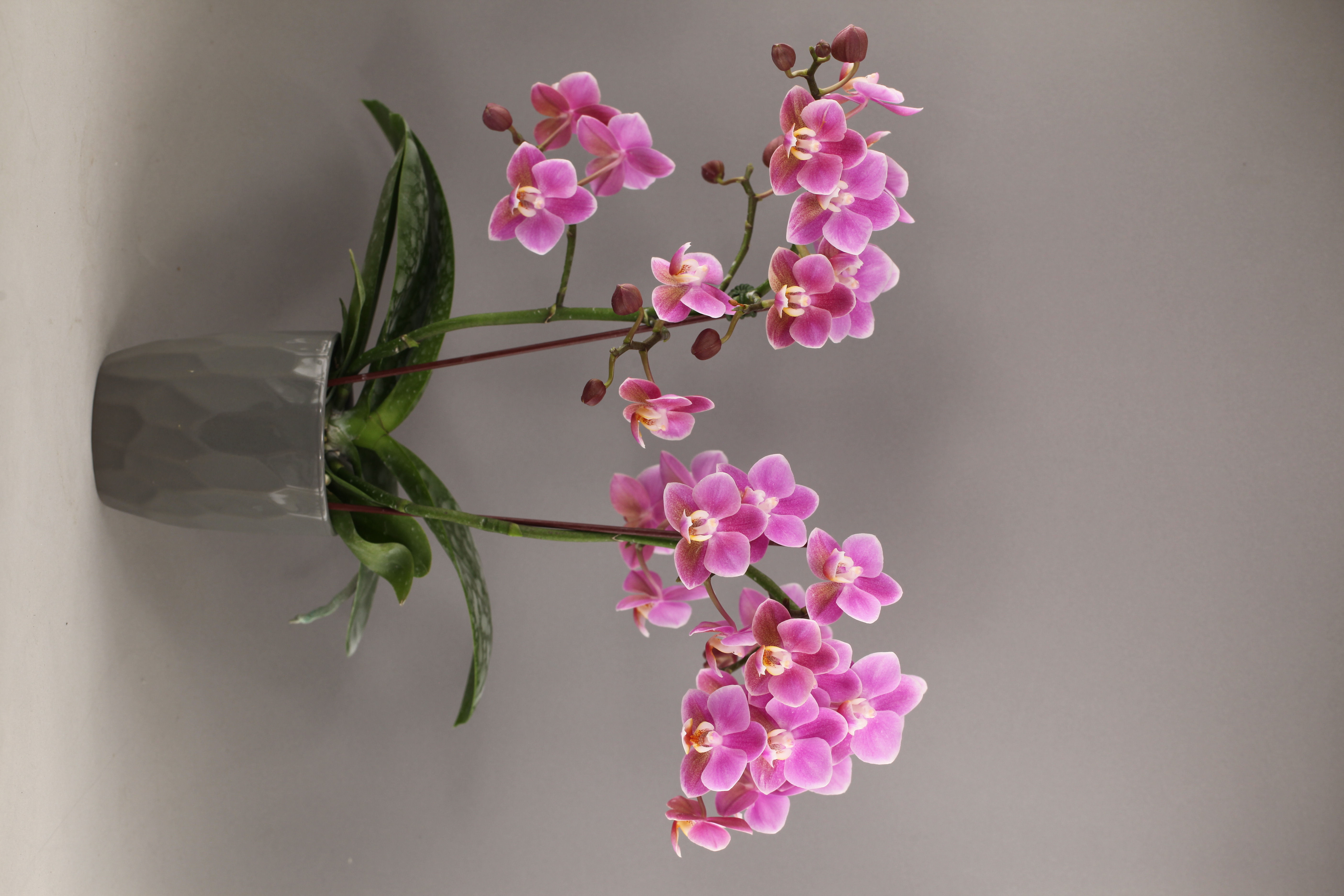E79-3 粉花紅唇香蝴蝶蘭