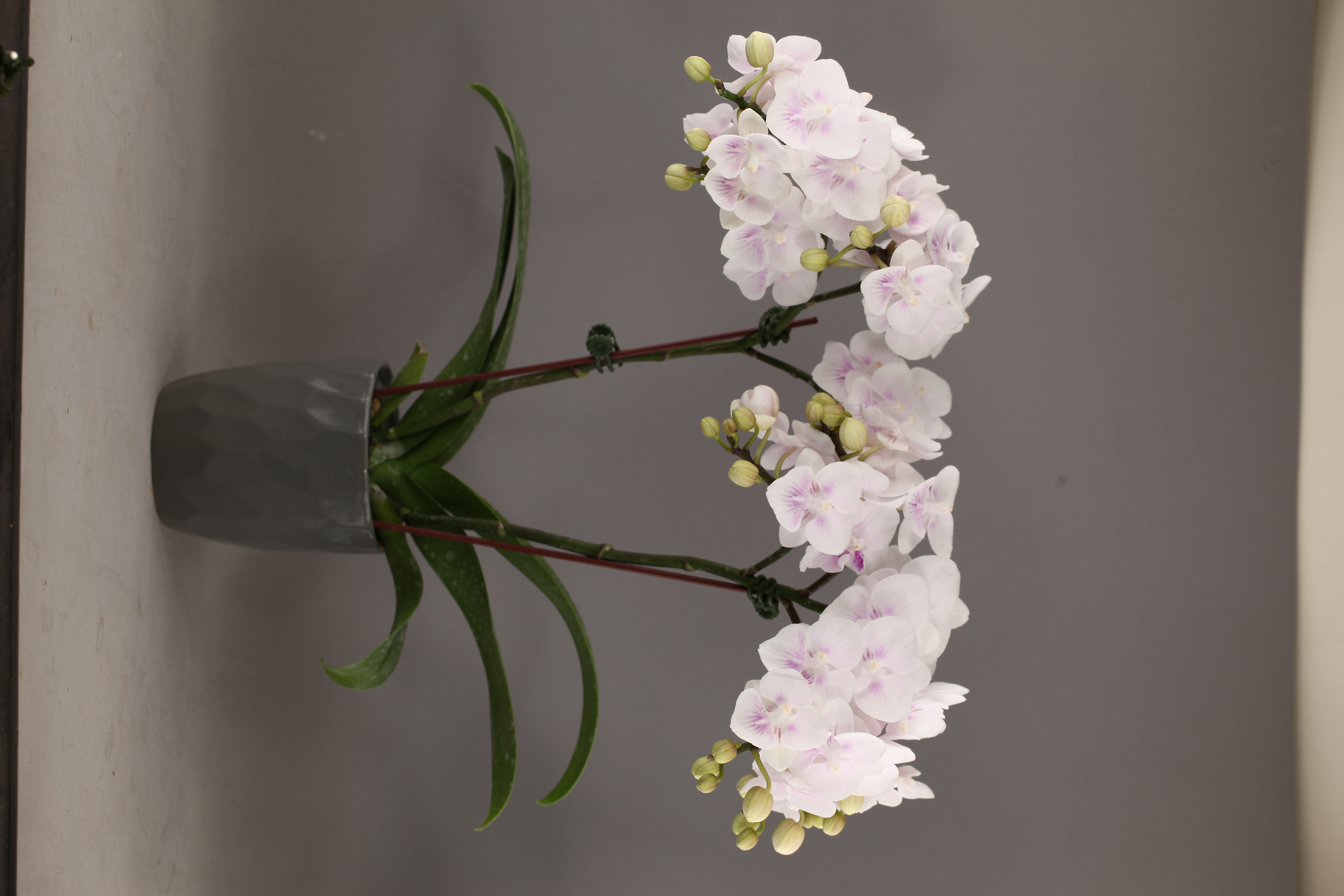 F40-3 白花蝴蝶蘭