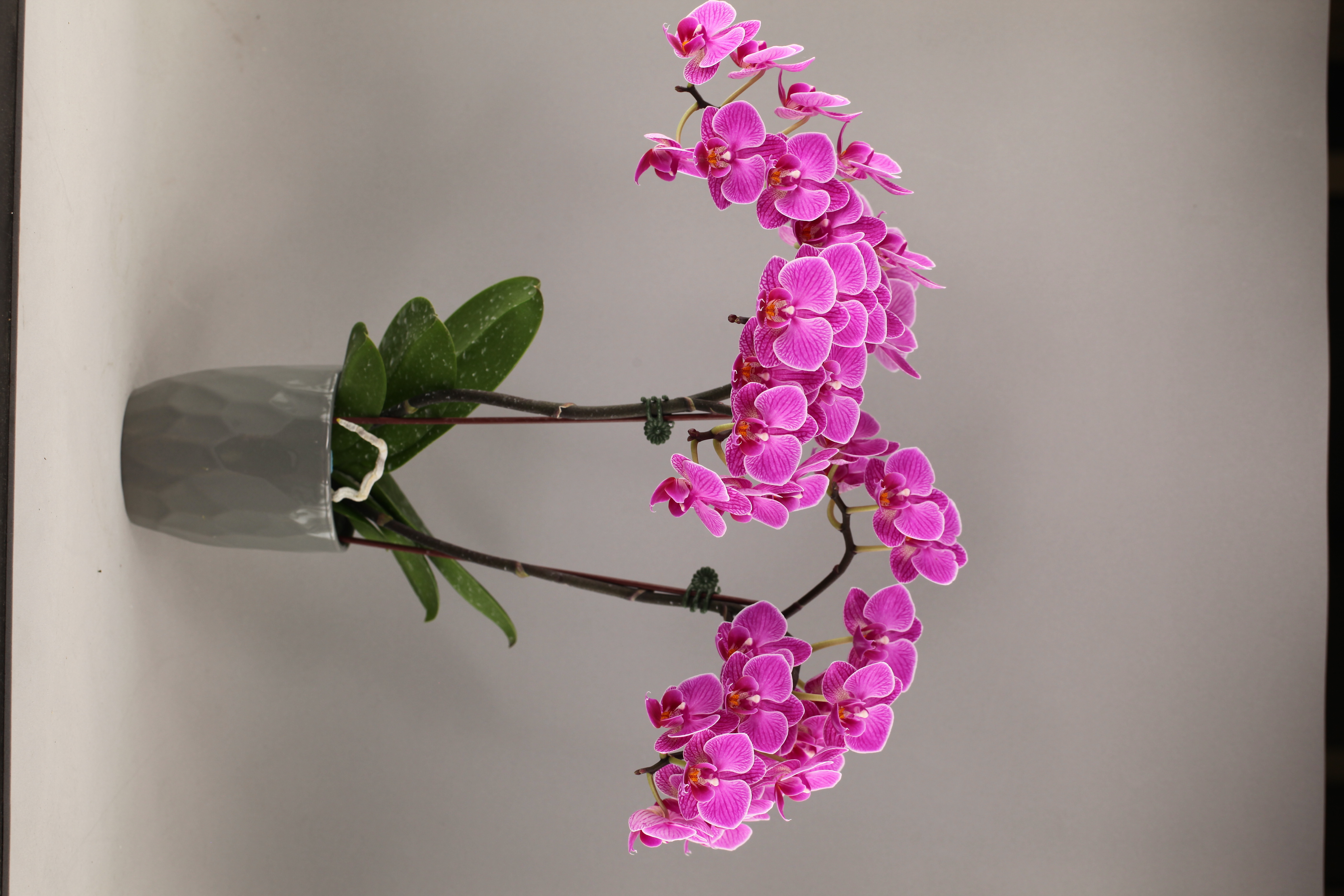G128-2 紅花蝴蝶蘭