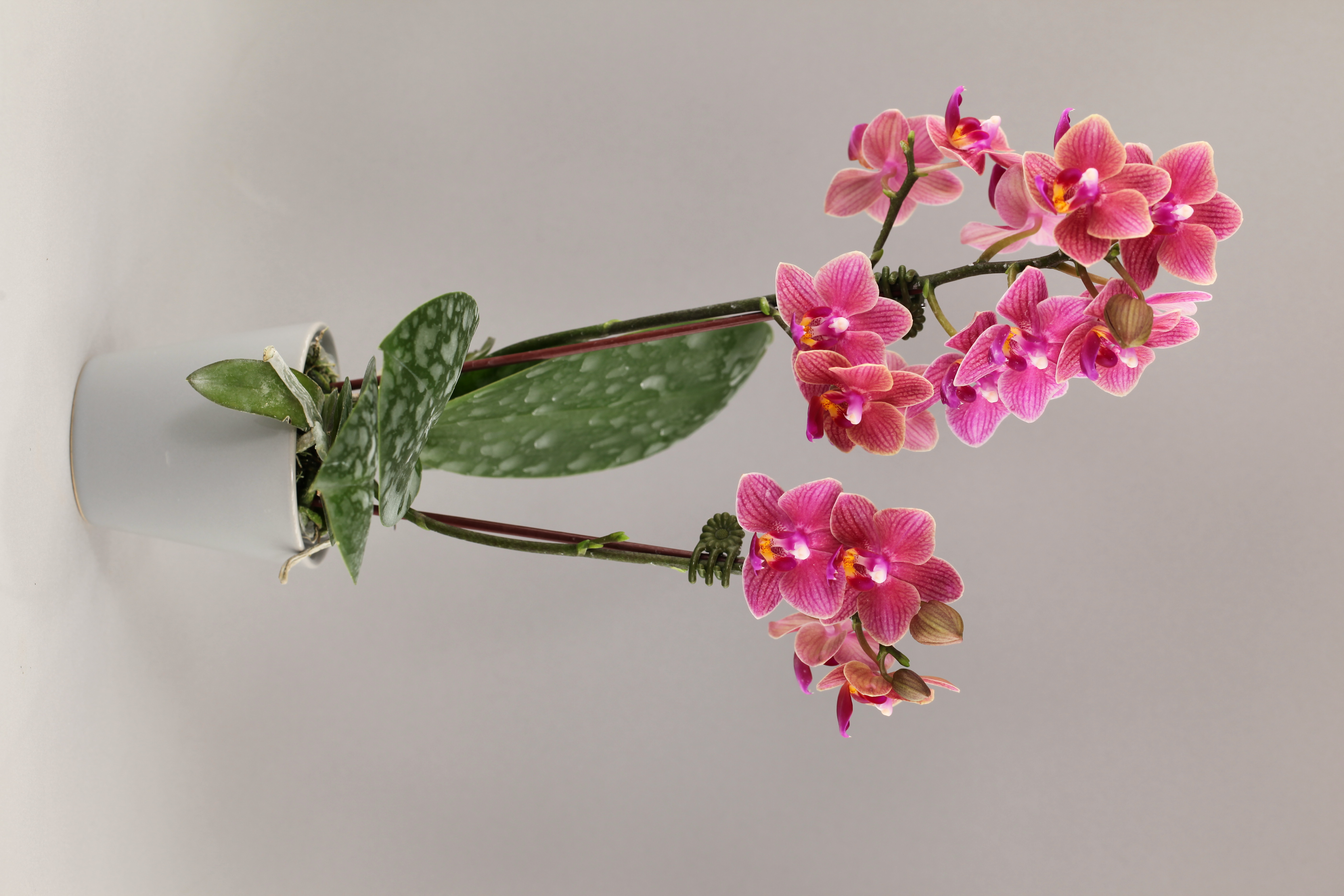 G58-6 橘花蝴蝶蘭
