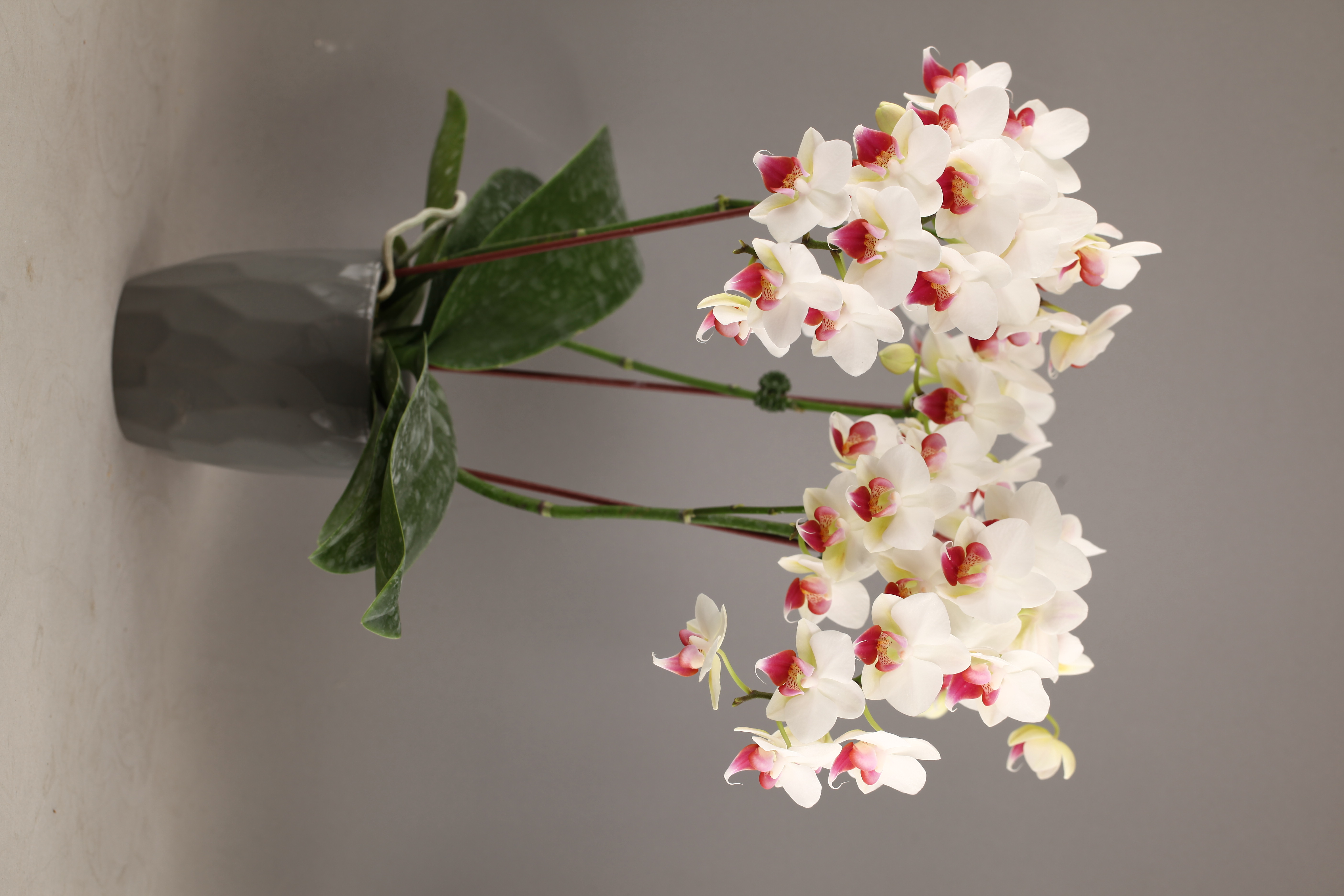 G76-2 白花香蝴蝶蘭