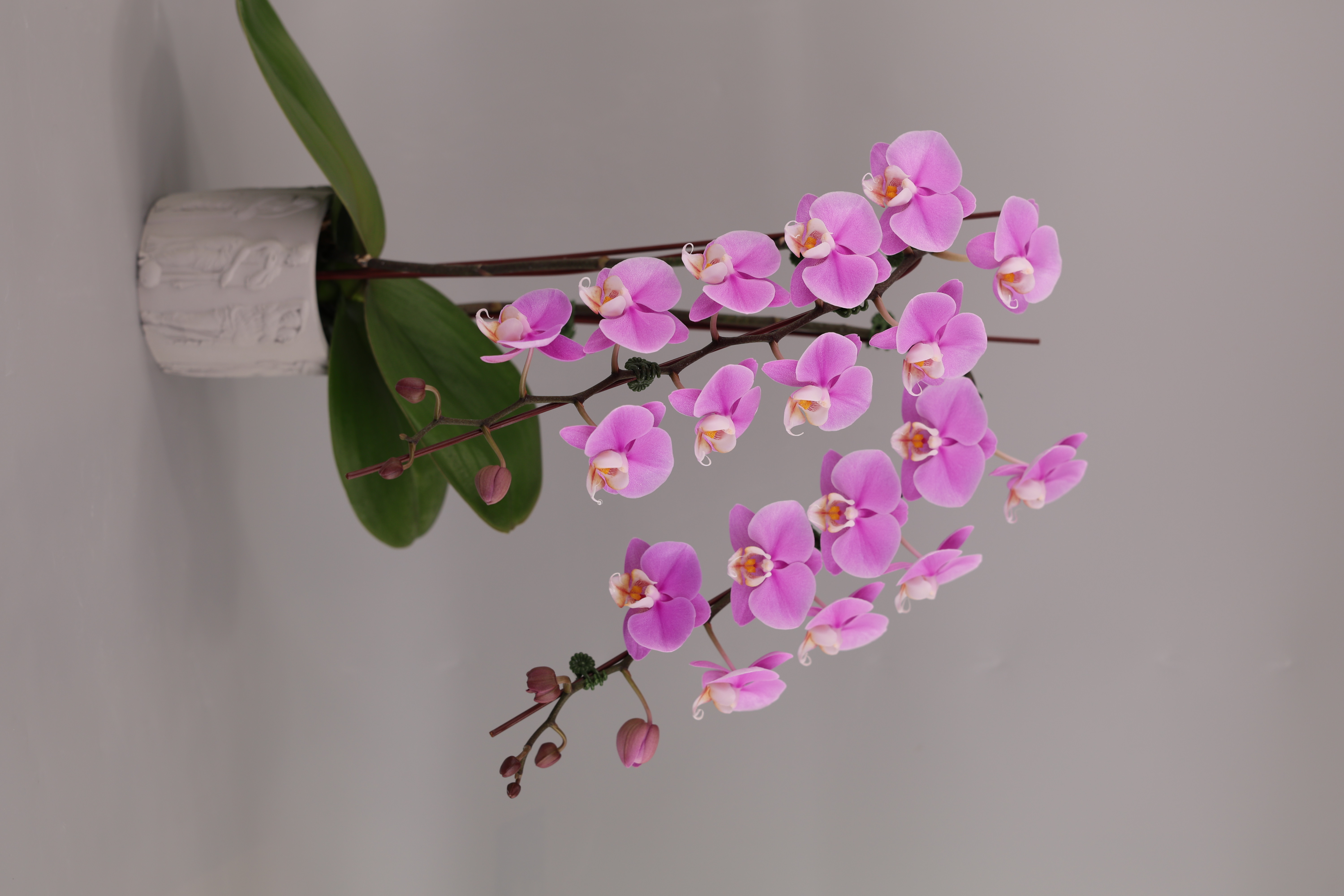 I12-1 粉花蝴蝶蘭