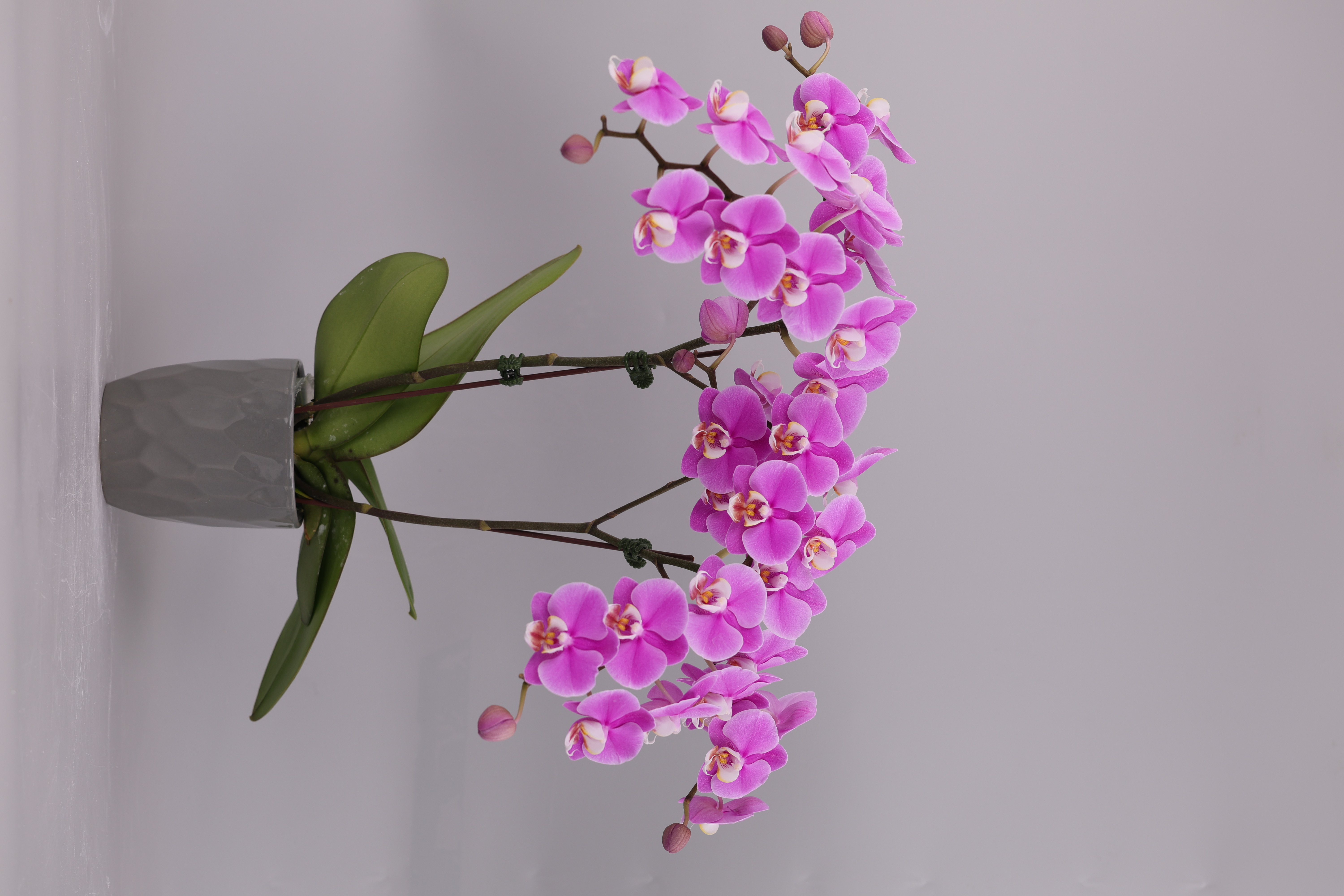 I12-2 粉花蝴蝶蘭
