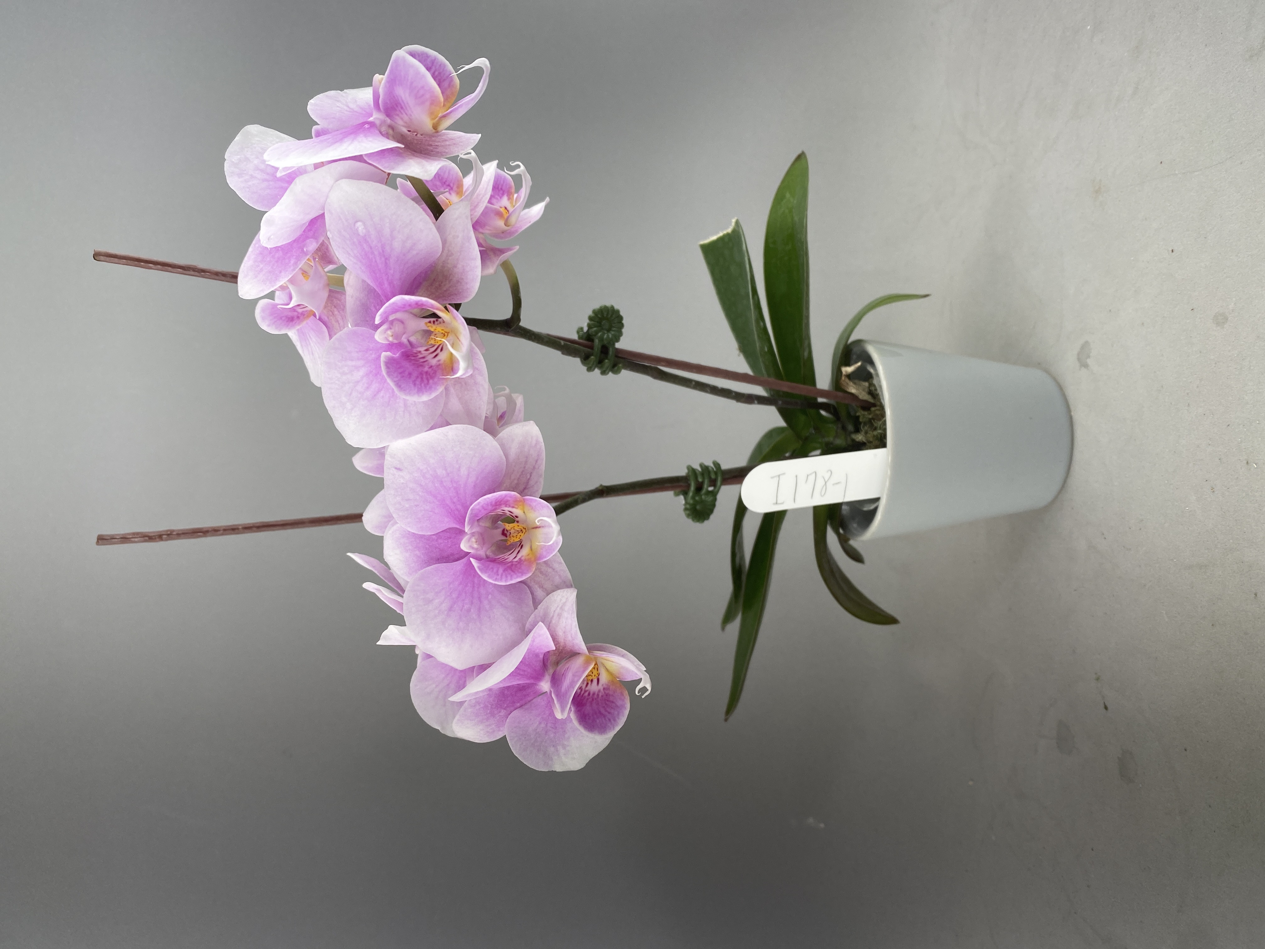 I178-1 粉花蝴蝶蘭