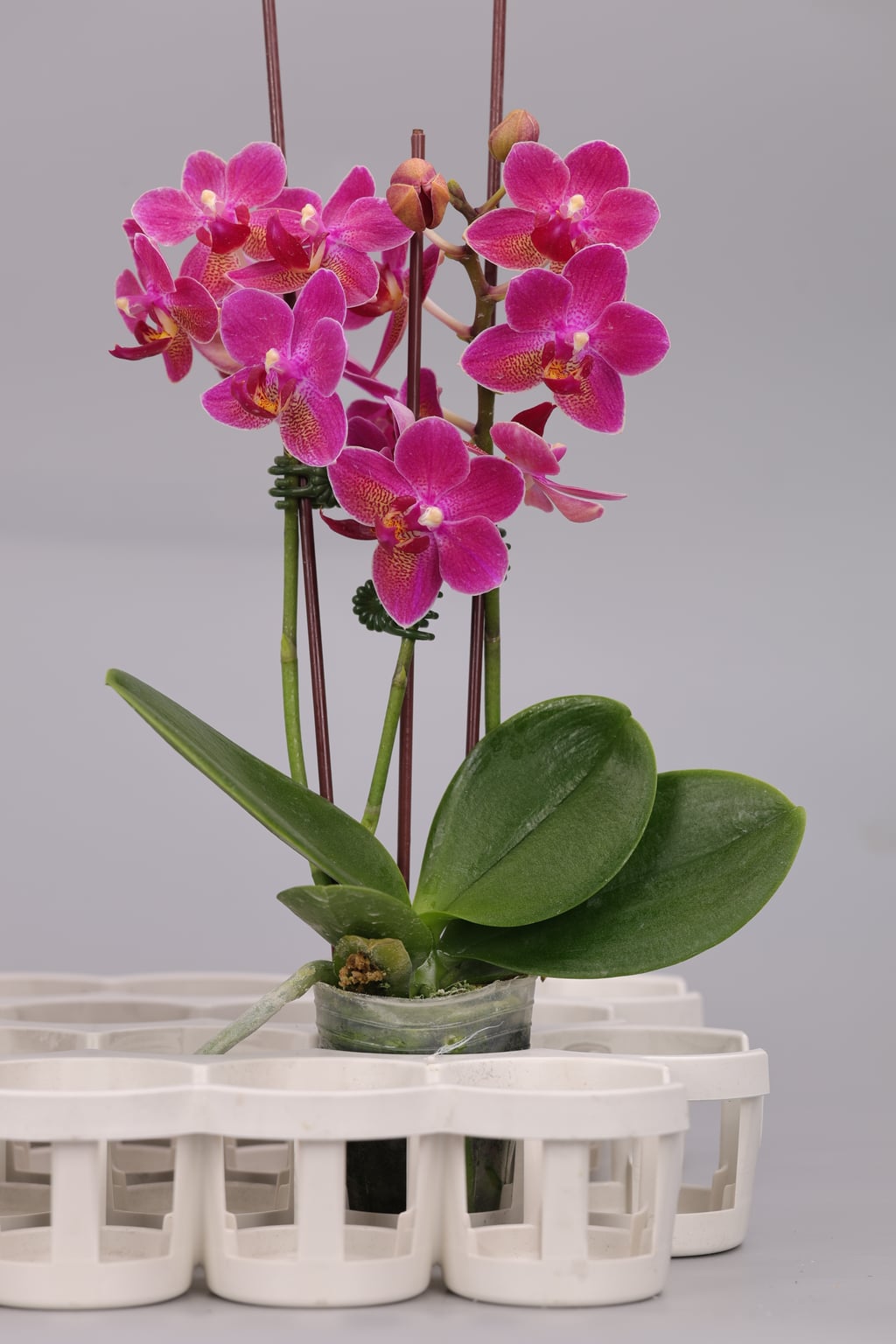 I186-1 Phalaenopsis foto — Plant