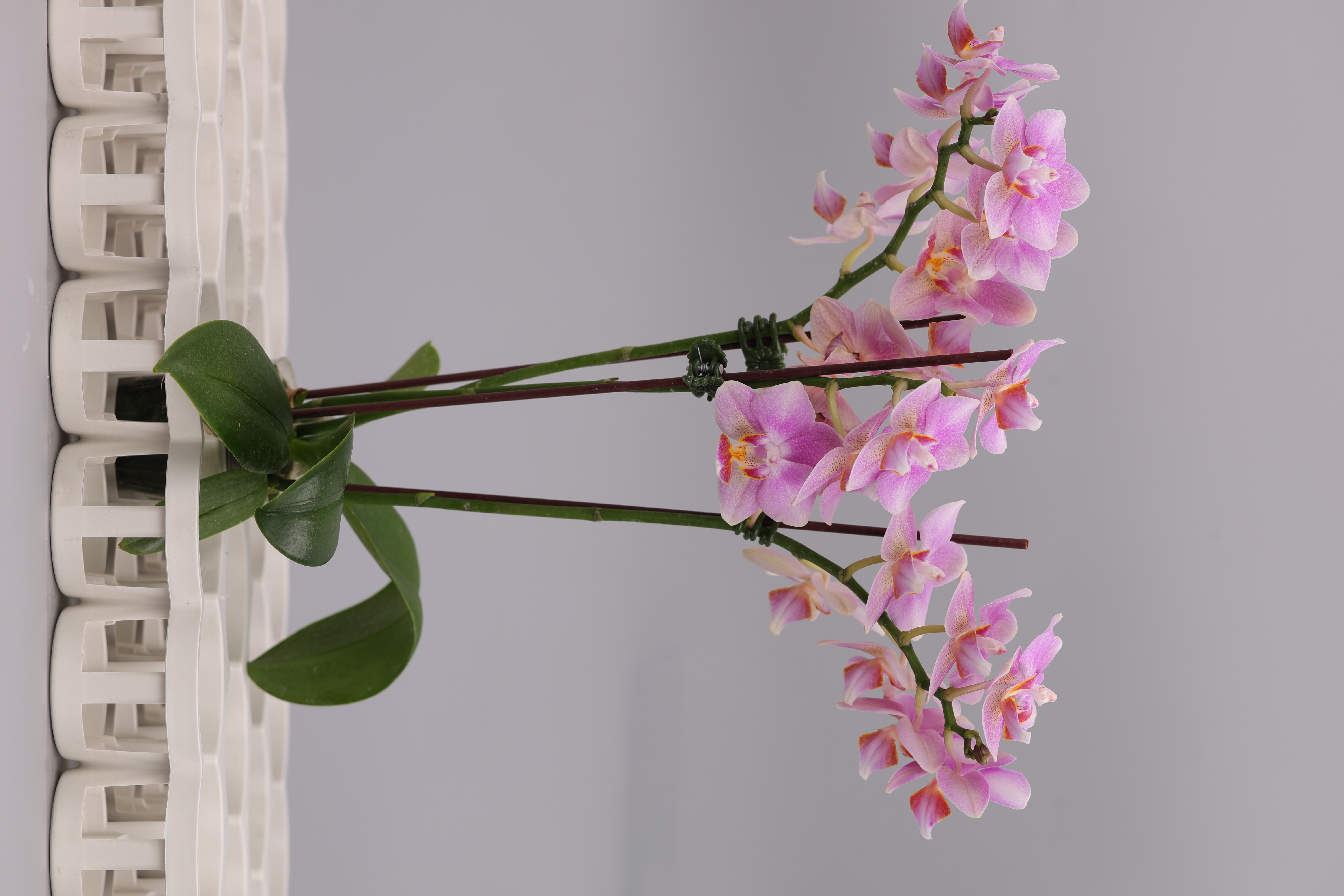 I238-2 粉花蝴蝶蘭