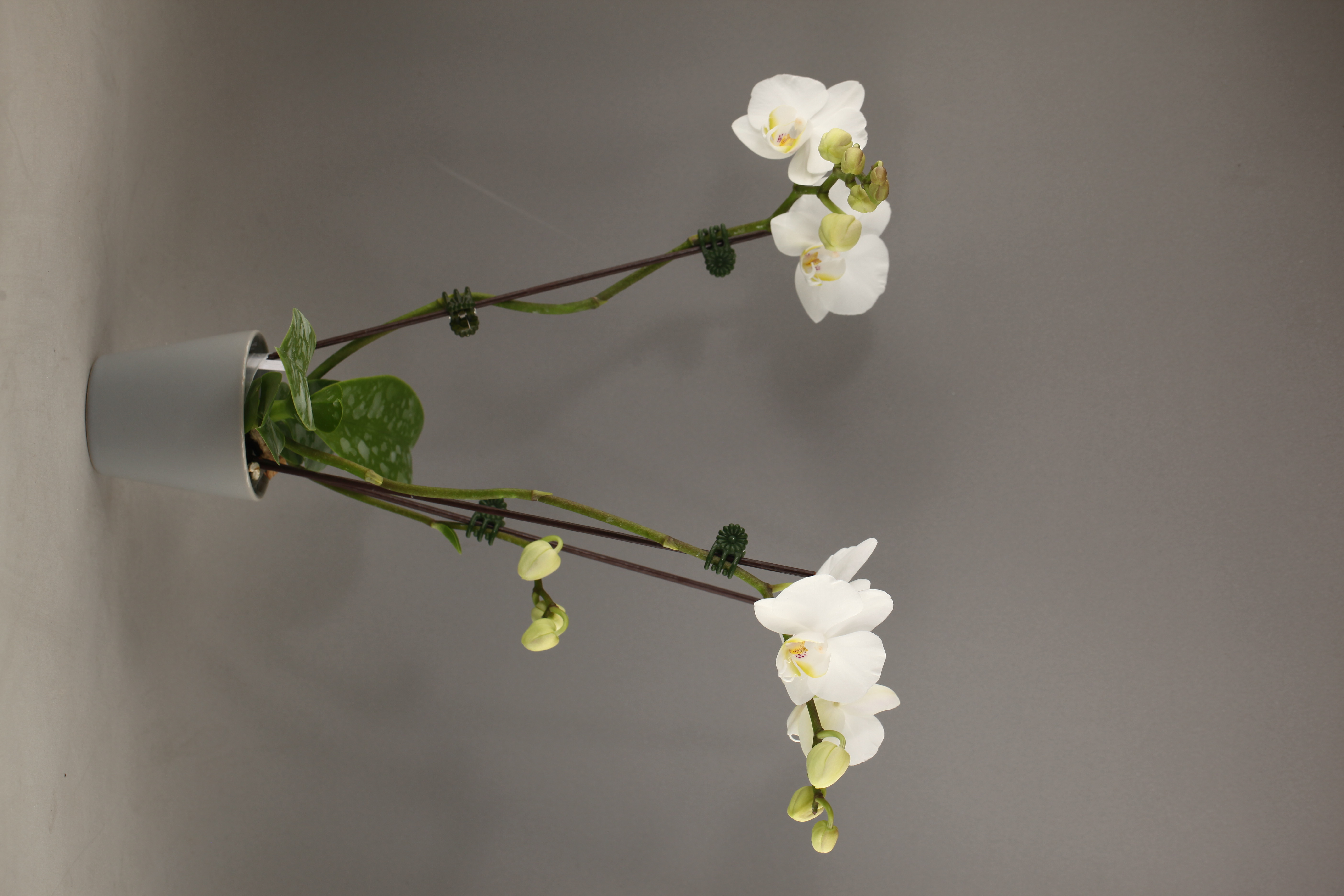 I33-1 白花蝴蝶蘭