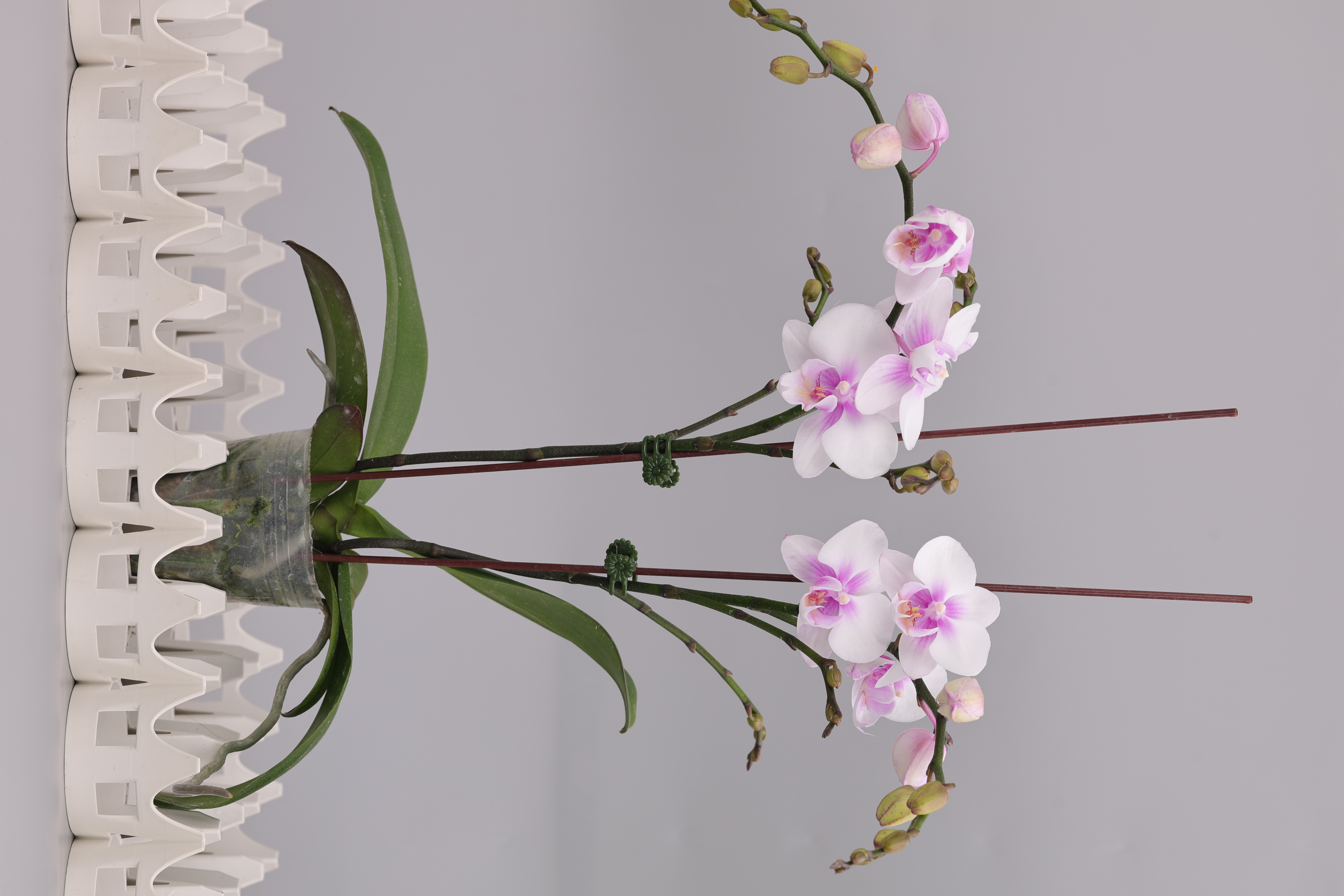 J211-3 白花蝴蝶蘭