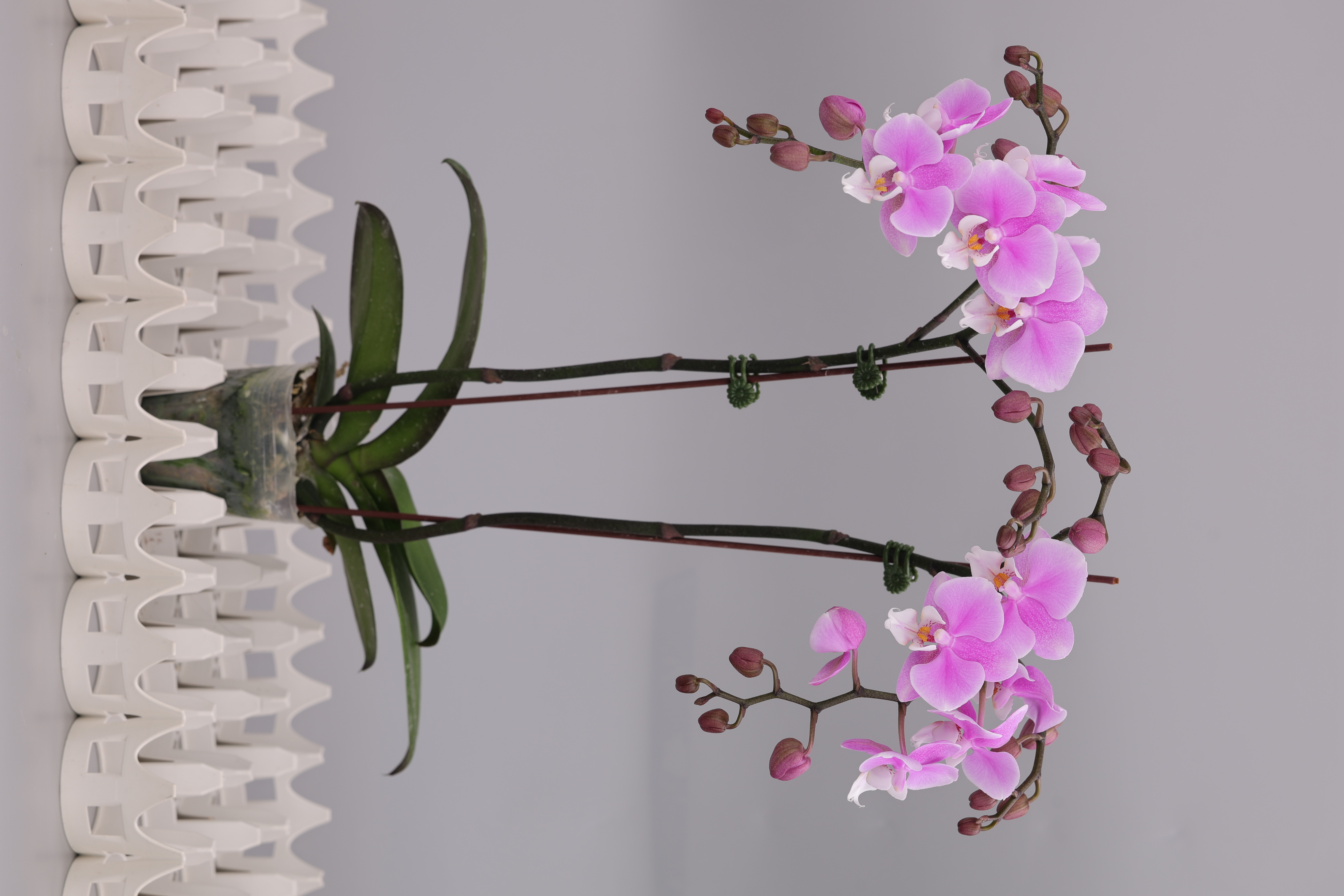 J222-1 粉花蝴蝶蘭