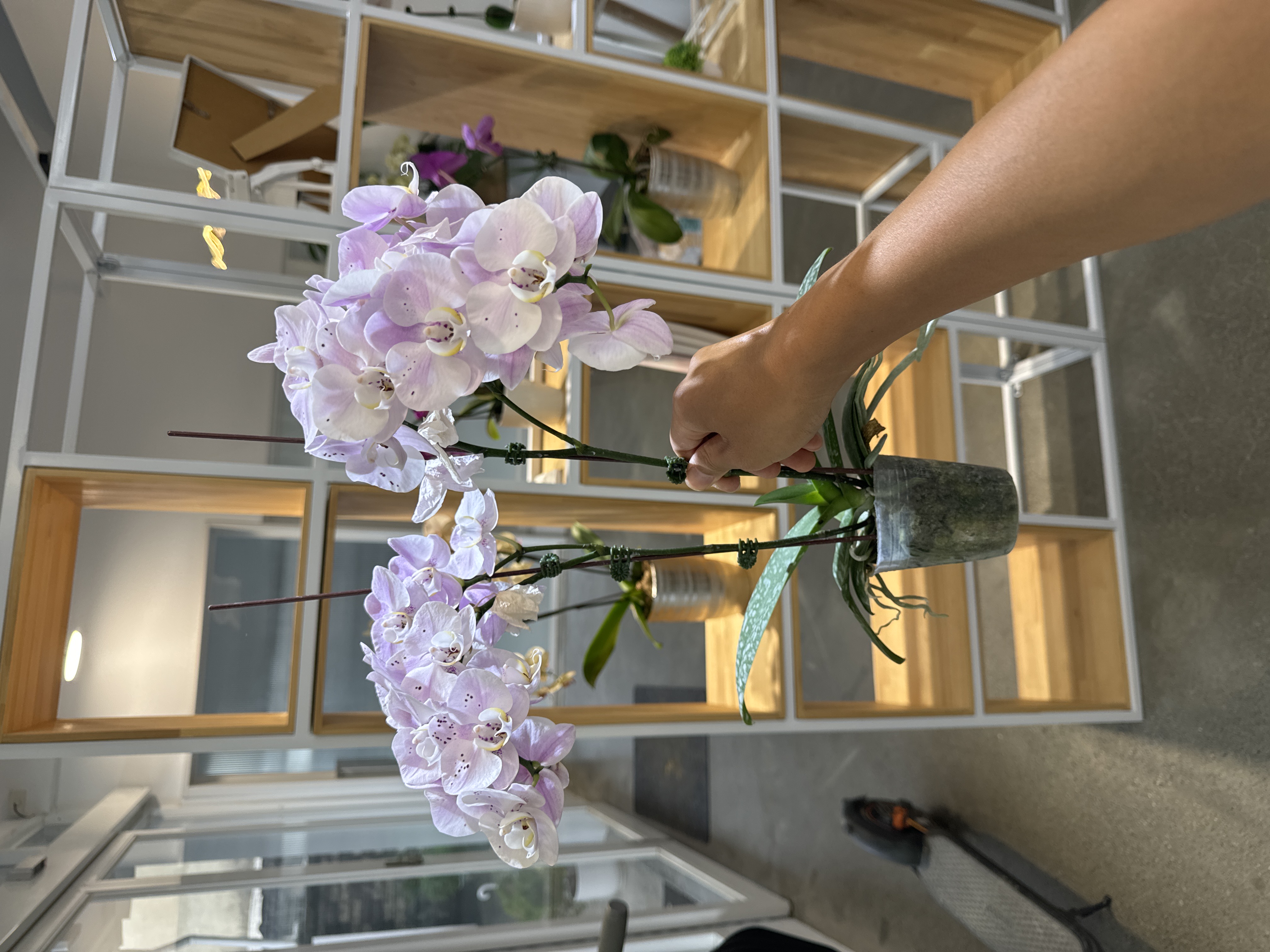 J244-2 粉花蝴蝶蘭