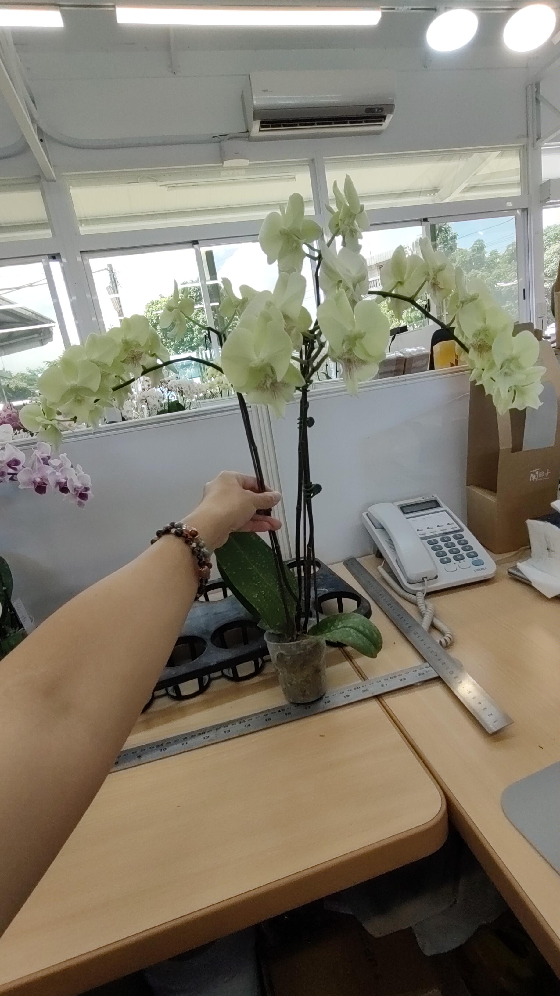 J293-2 綠花蝴蝶蘭