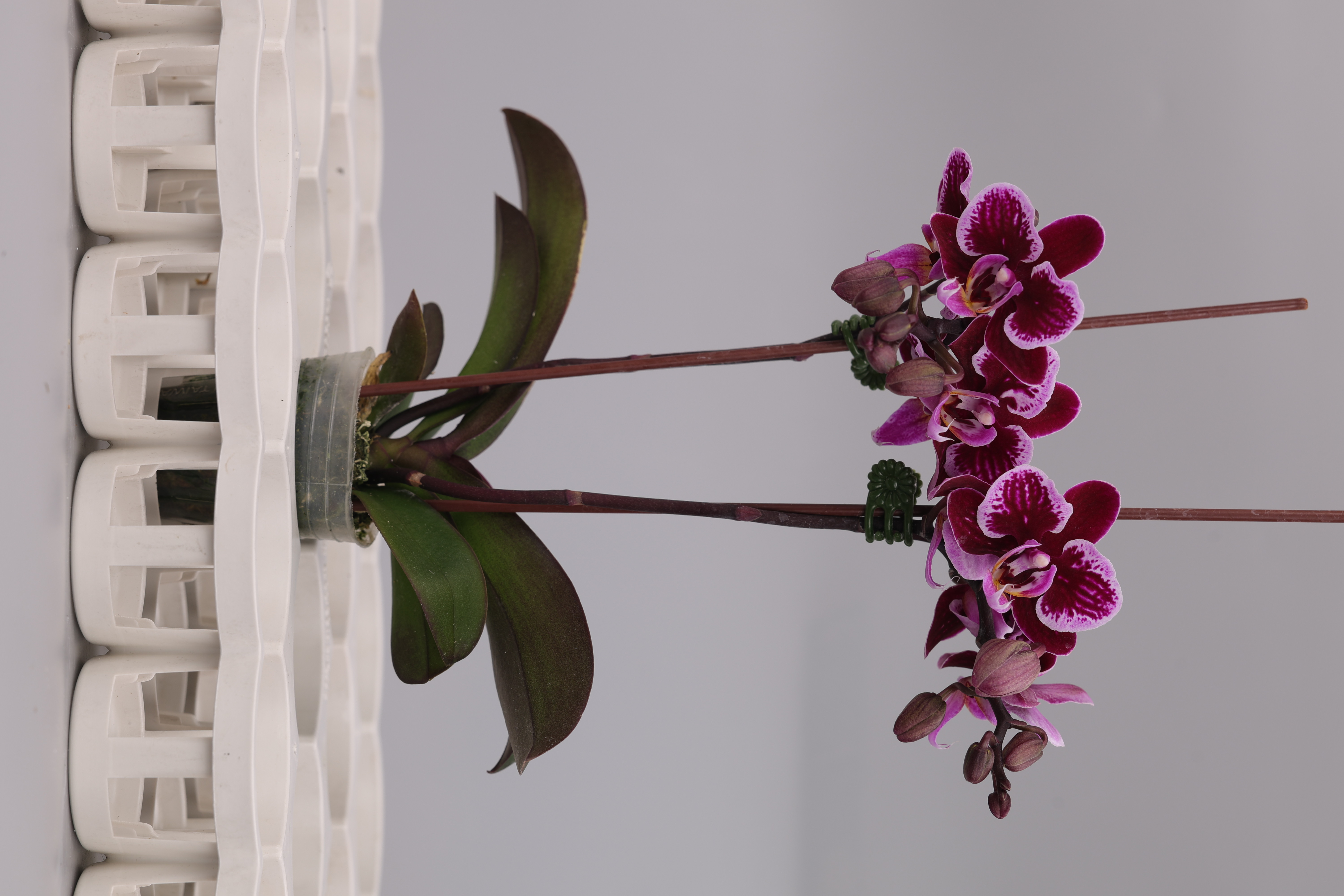 J322-1 深色蝴蝶蘭