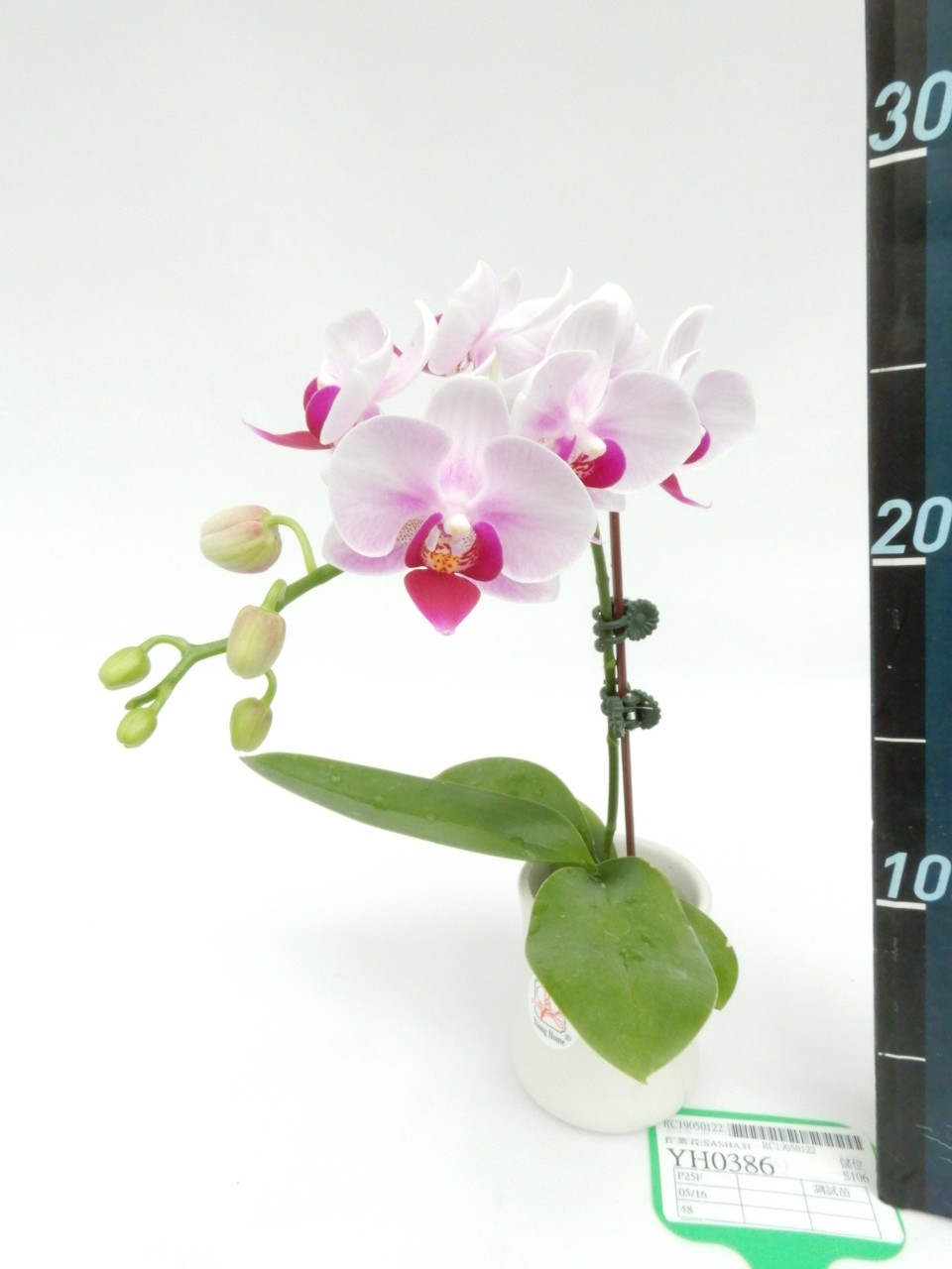 LH0386 粉花蝴蝶蘭