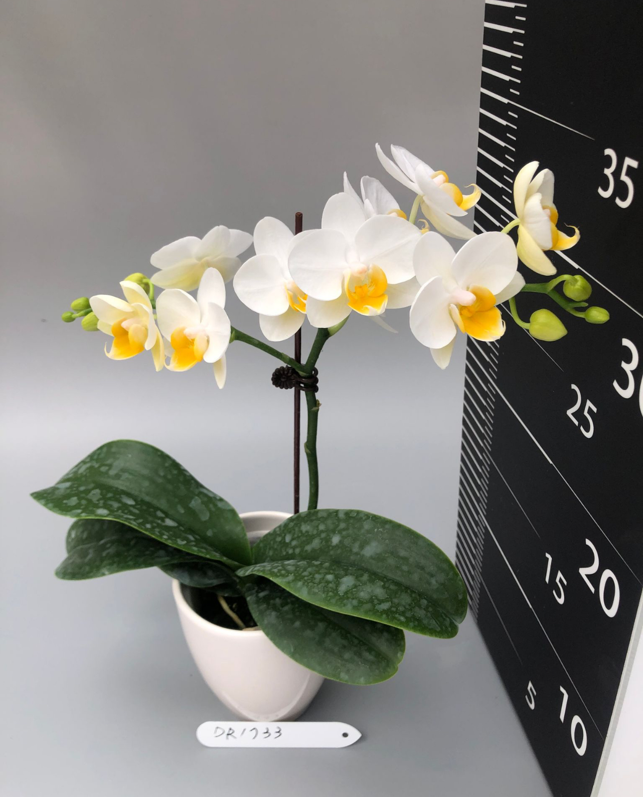 LH1733 白花蝴蝶蘭
