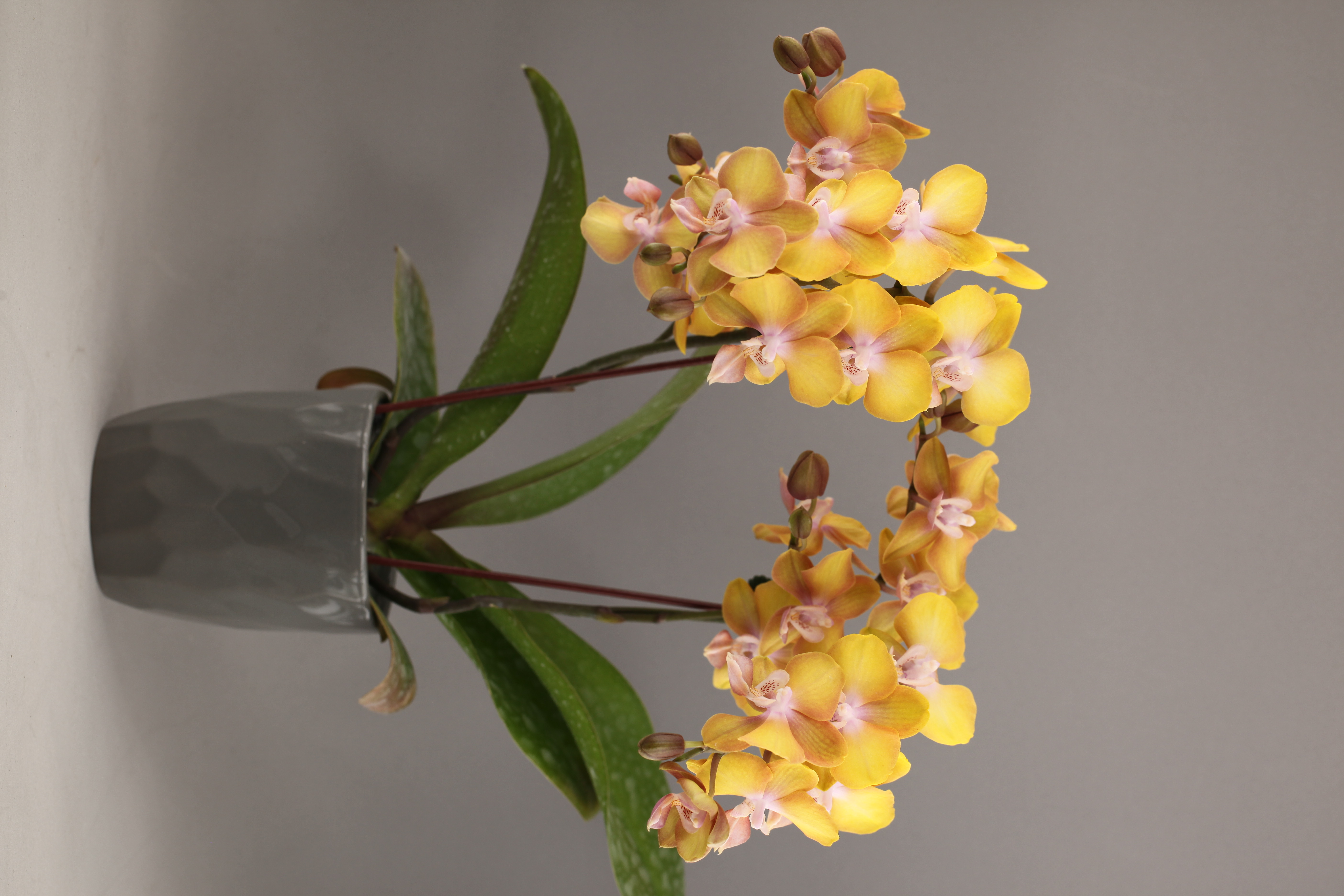 LH18 黃花香蝴蝶蘭