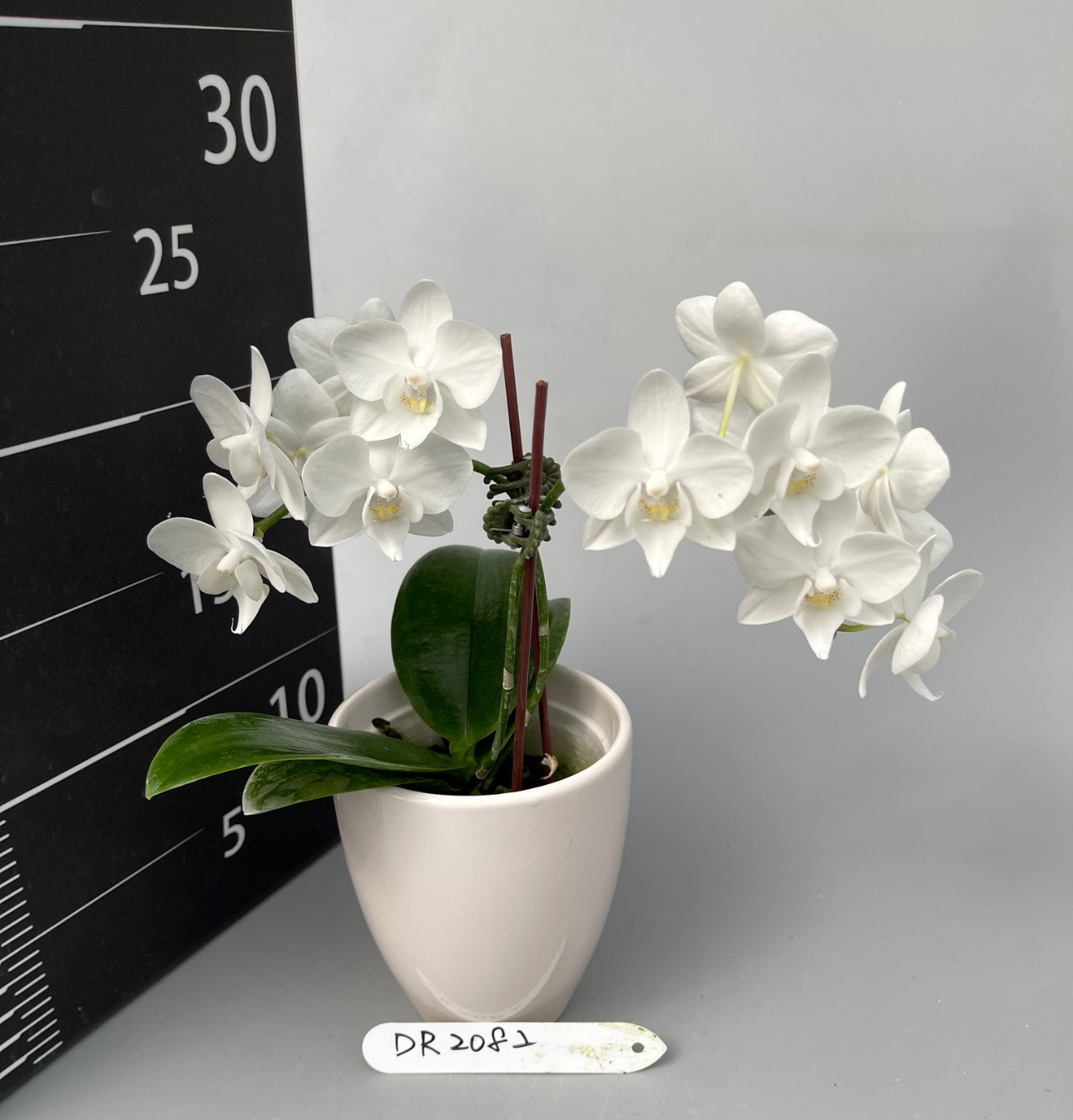 LH2082 白花蝴蝶蘭