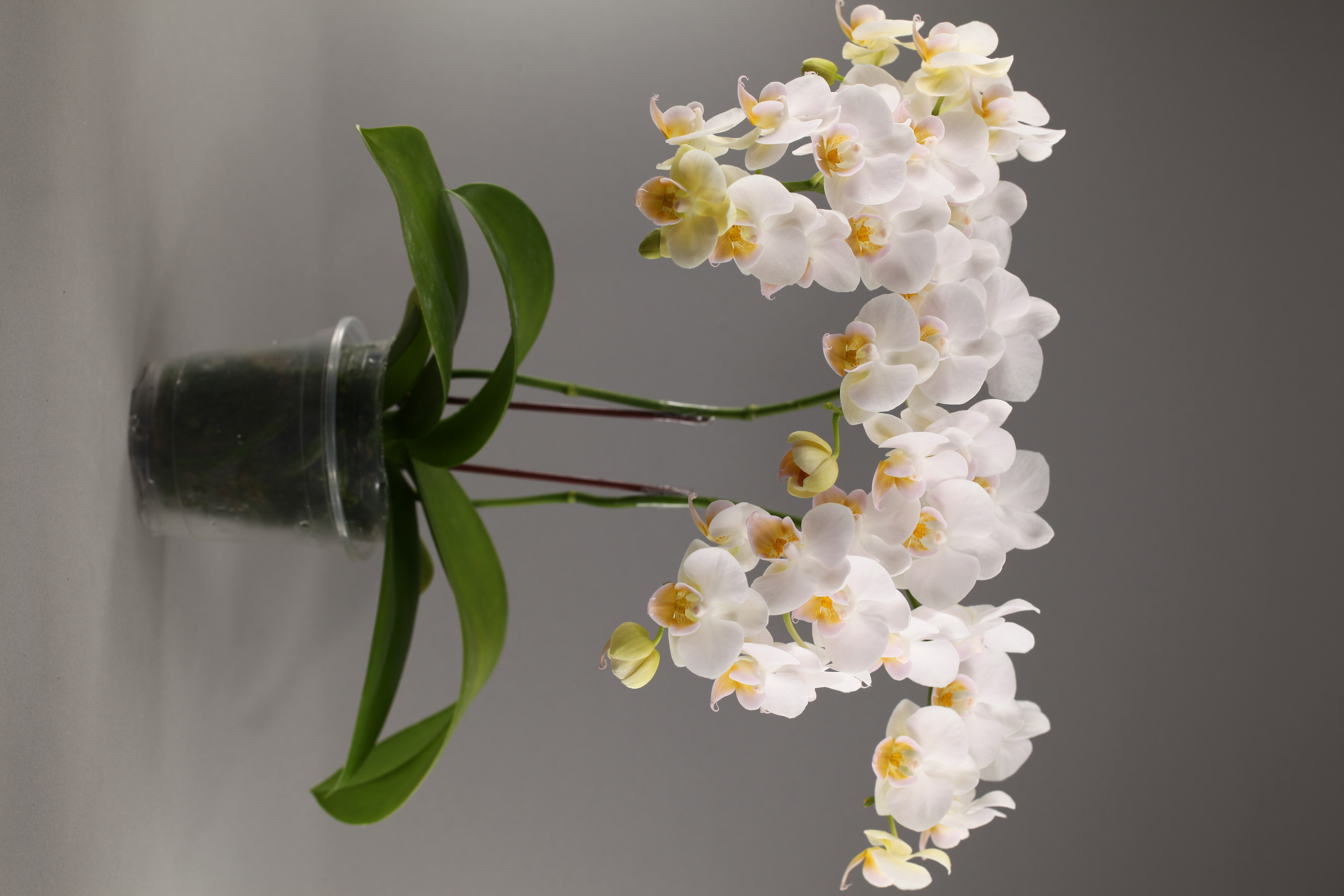 LH8821 白花蝴蝶蘭