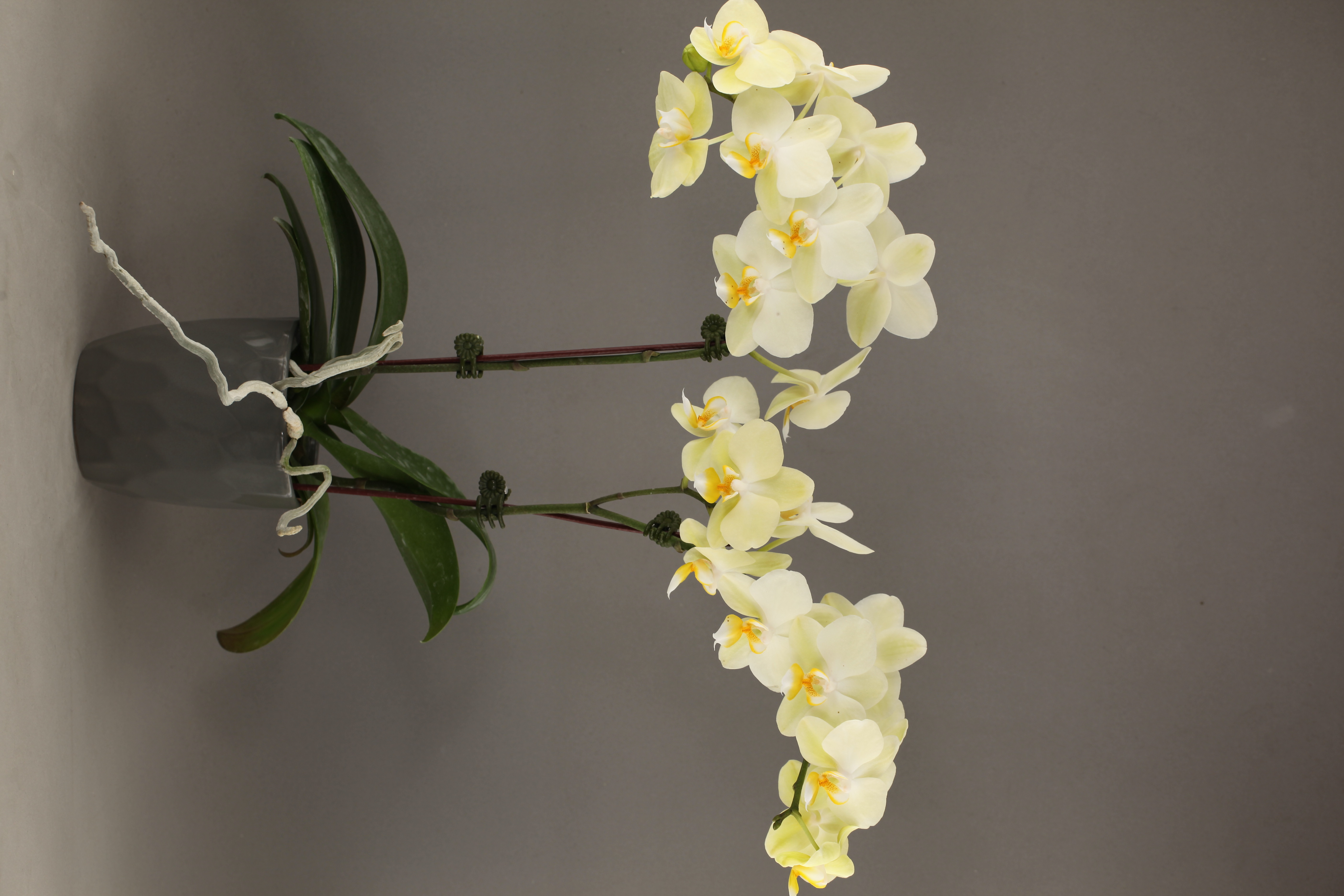 LHG01 綠花蝴蝶蘭