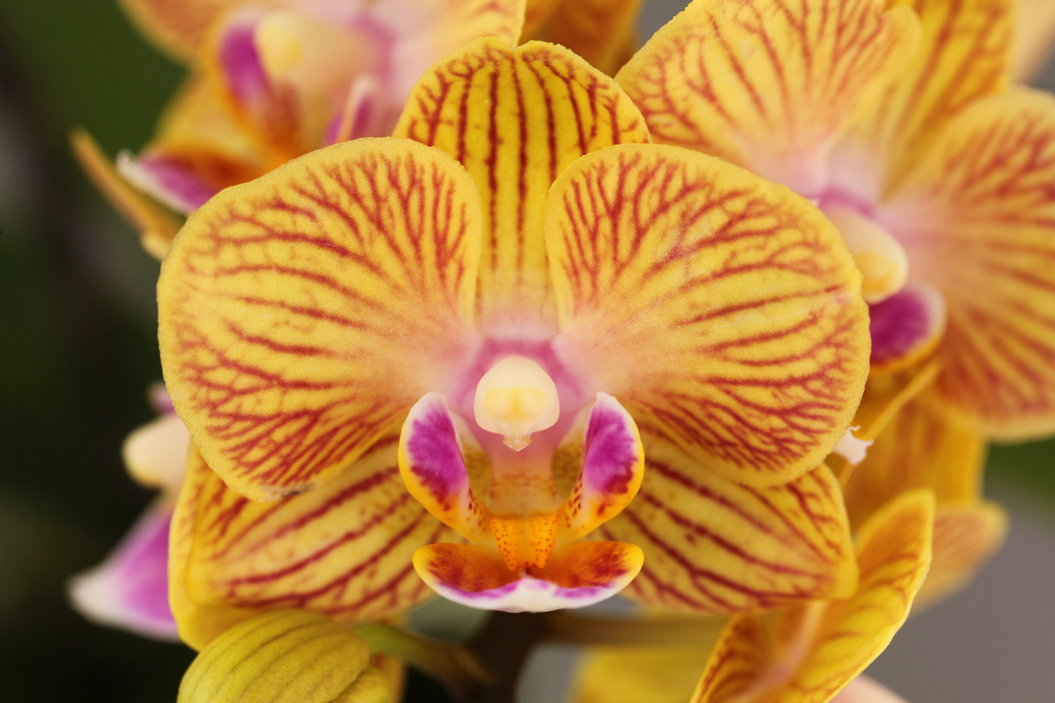 C125-2 yellow striped Phalaenopsis — Flower
