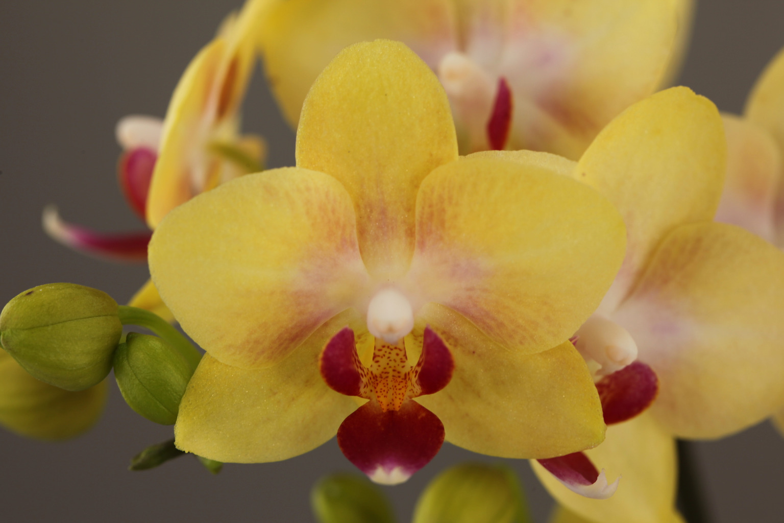 C125-5 yellow Phalaenopsis — Flower
