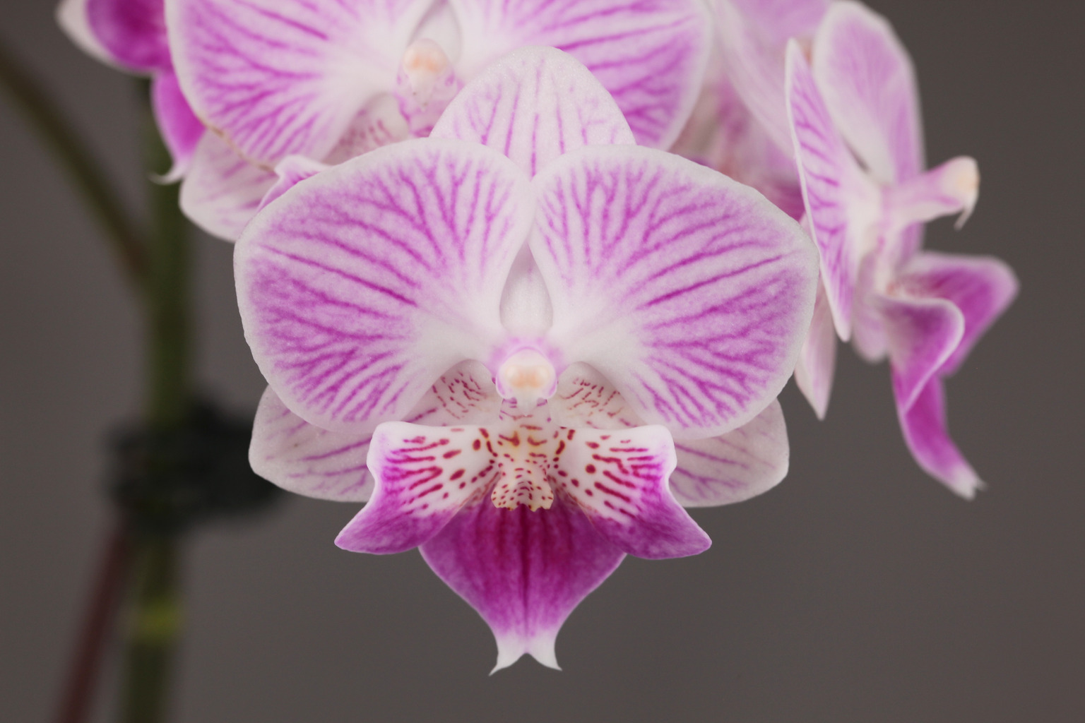 C128-2 striped Phalaenopsis — Flower