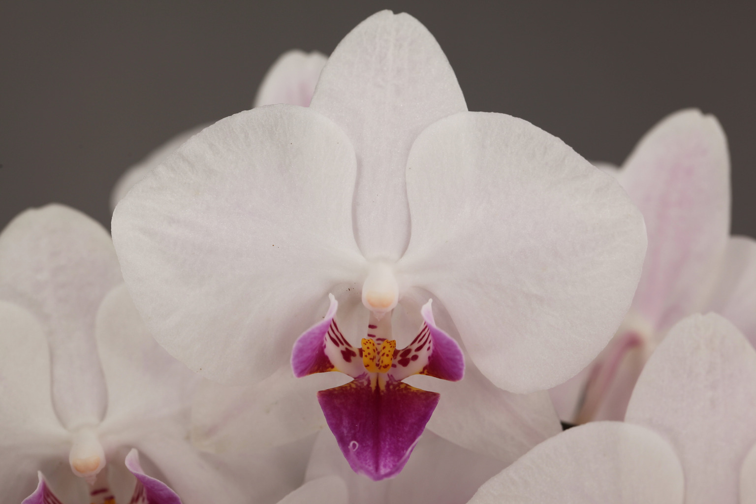 C142-5 white Phalaenopsis with red lip — Flower