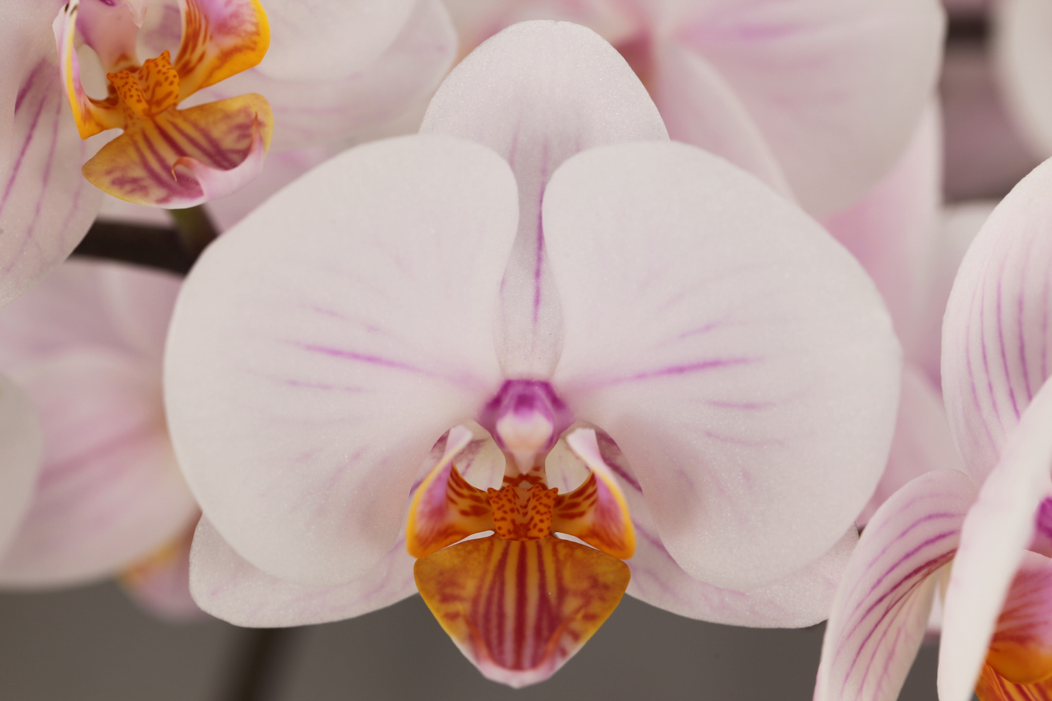 C146-1 witte Phalaenopsis — Bloem
