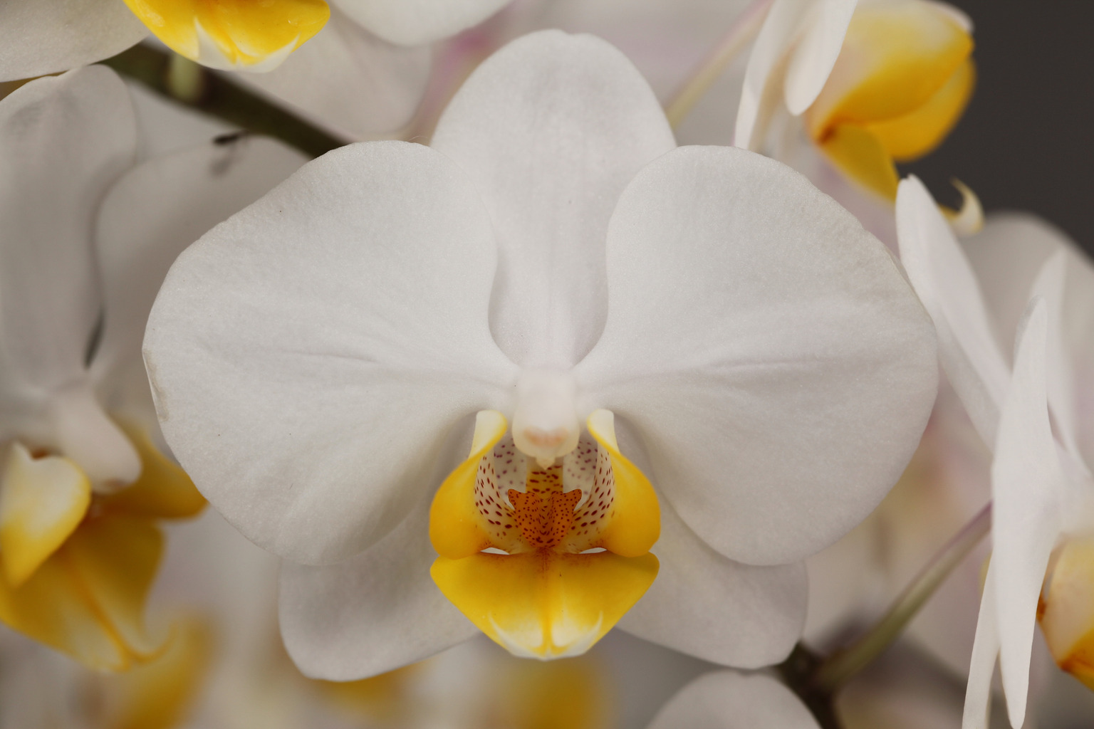C162-3 白花胡蝶蘭 — 花