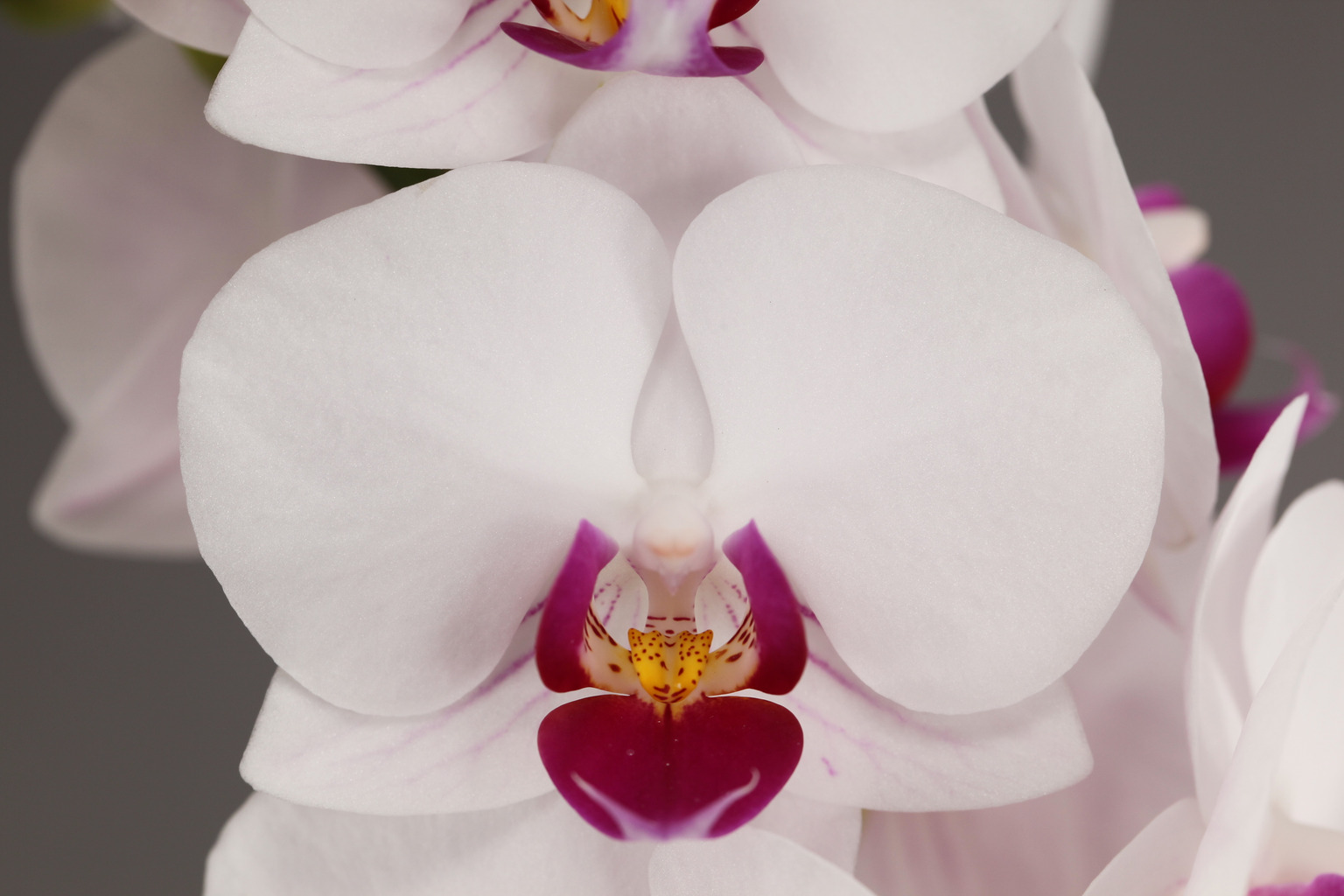 C59-8 witte Phalaenopsis met rode lip — Bloem