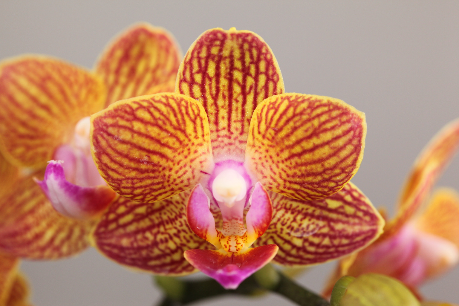 C79-1 oranje Phalaenopsis — Bloem