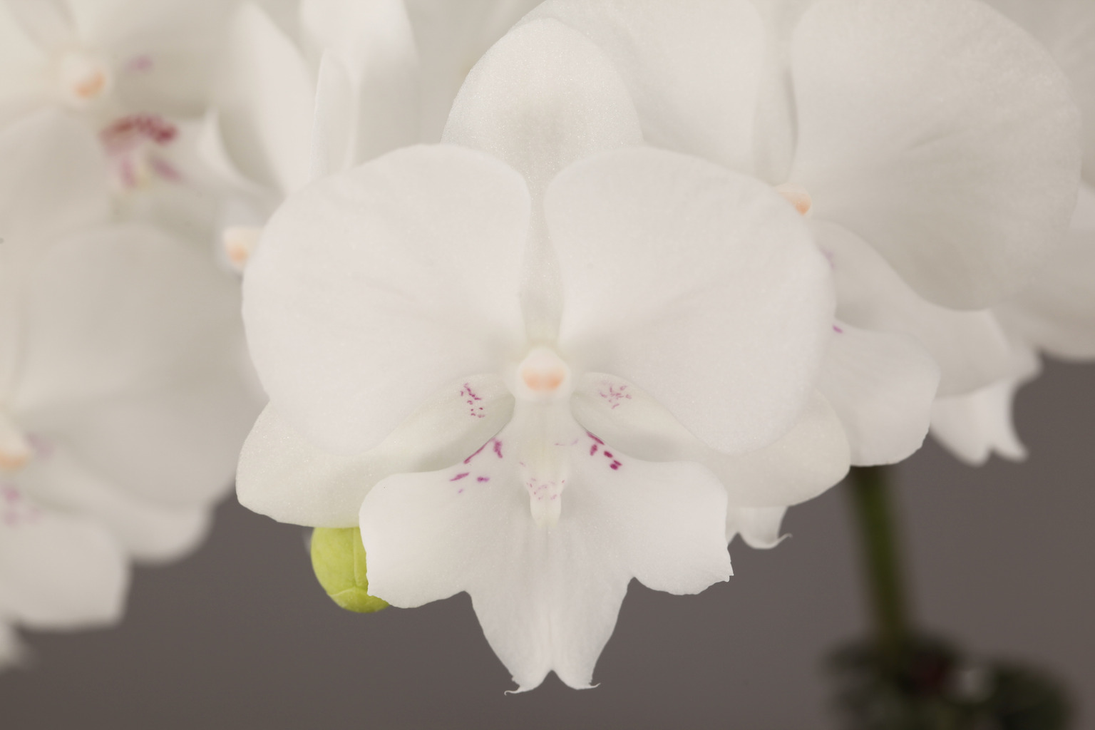 C81-6 純白胡蝶蘭 — 花