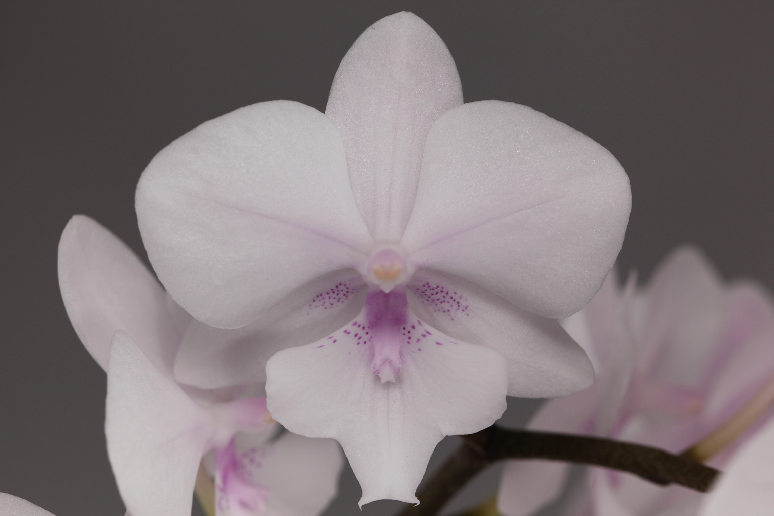 C98-3 pink Phalaenopsis — Flower