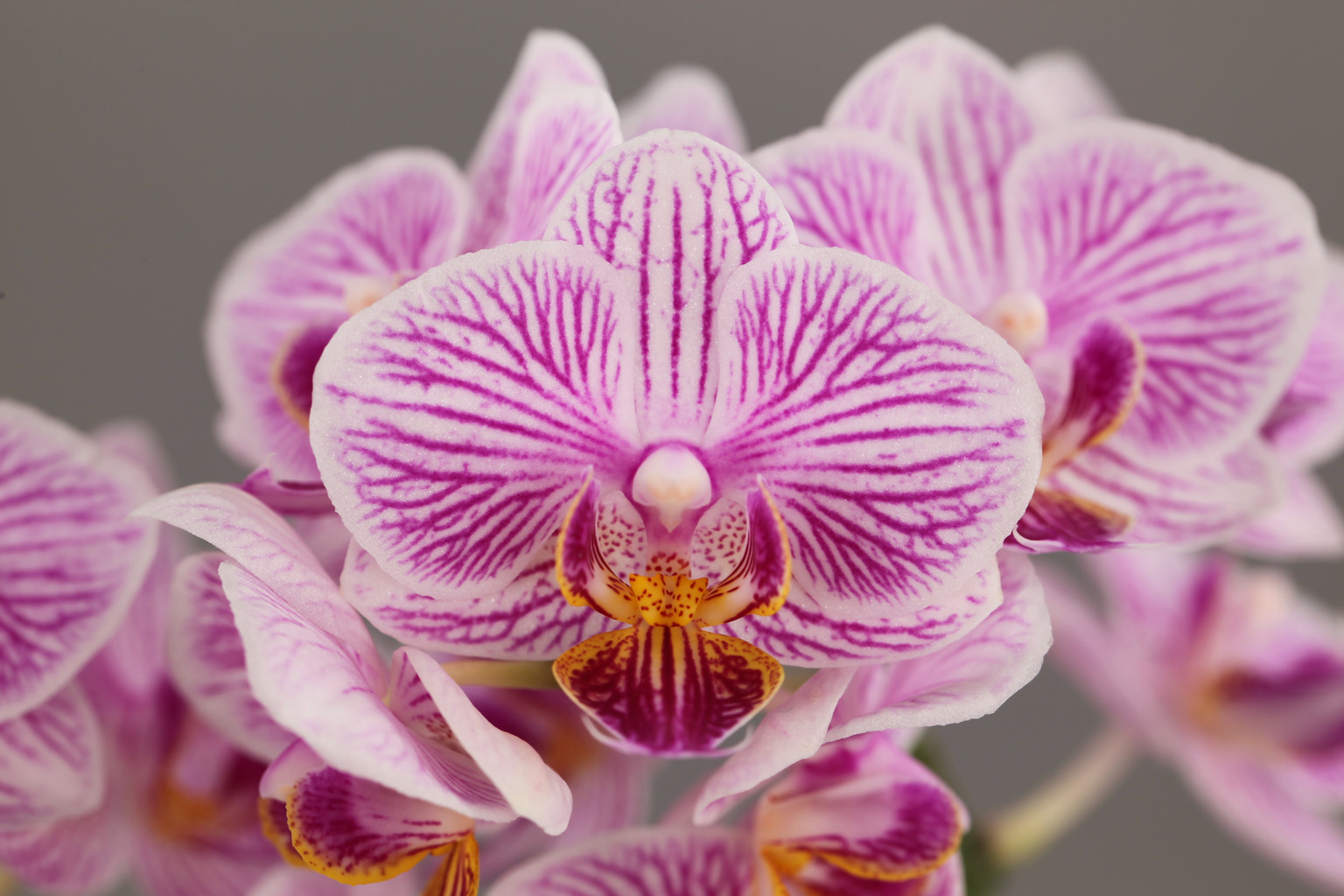 D08-2 striped Phalaenopsis — Flower