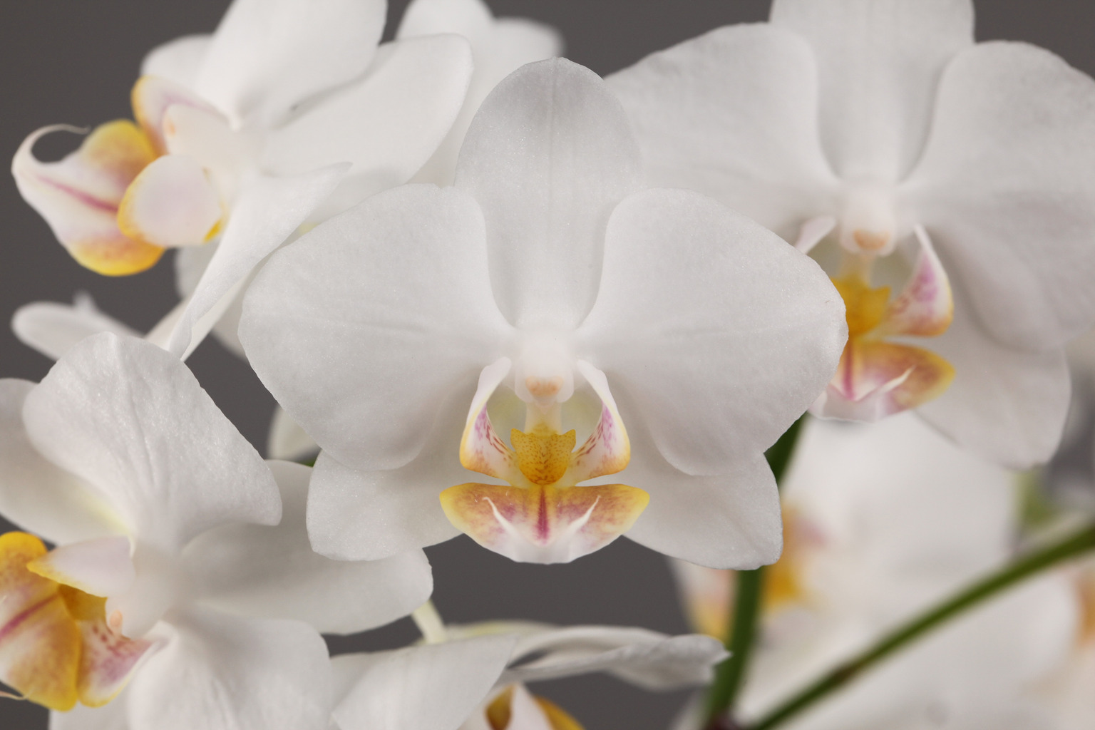 D12-3 witte Phalaenopsis — Bloem
