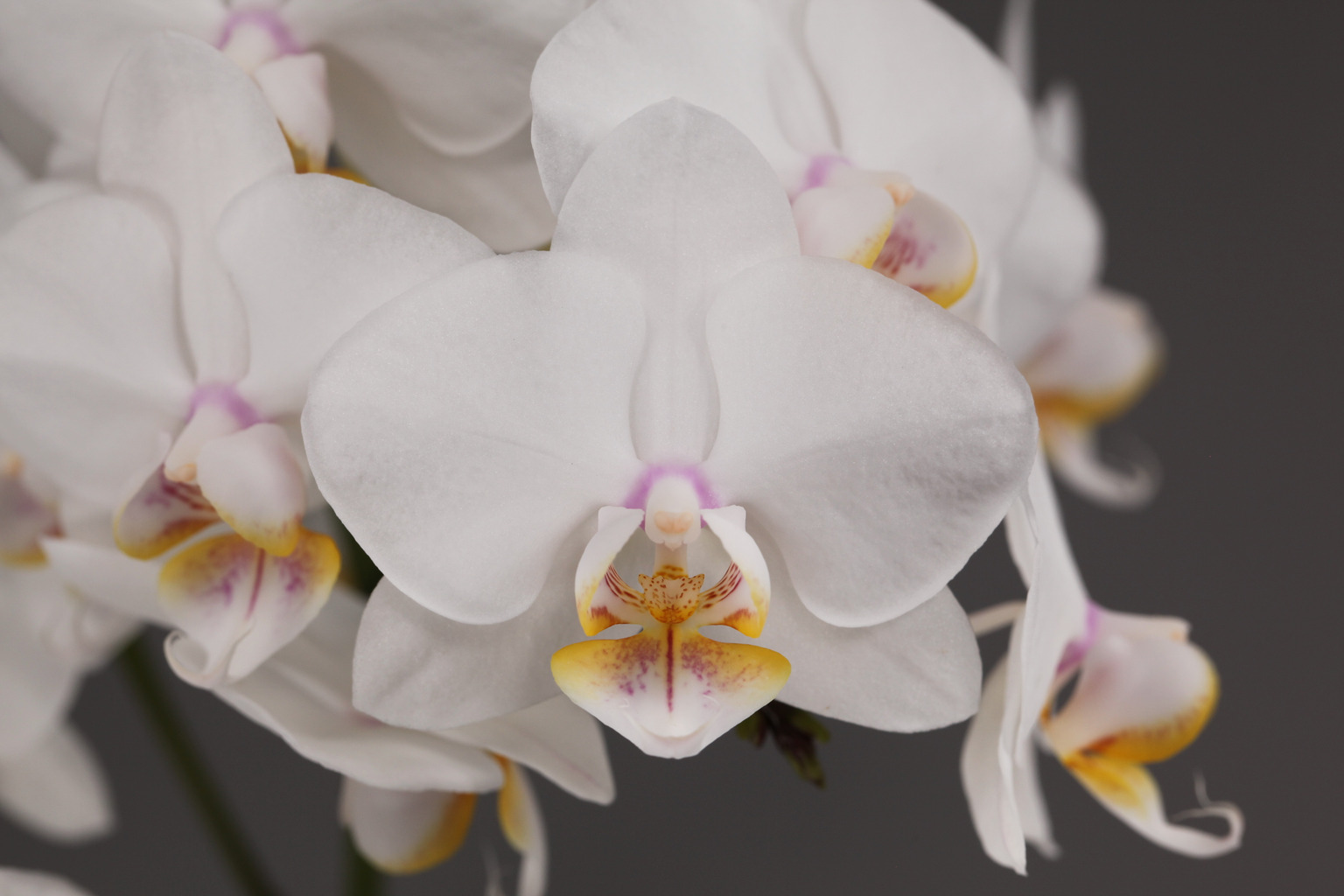 D12-4 white Phalaenopsis — Flower