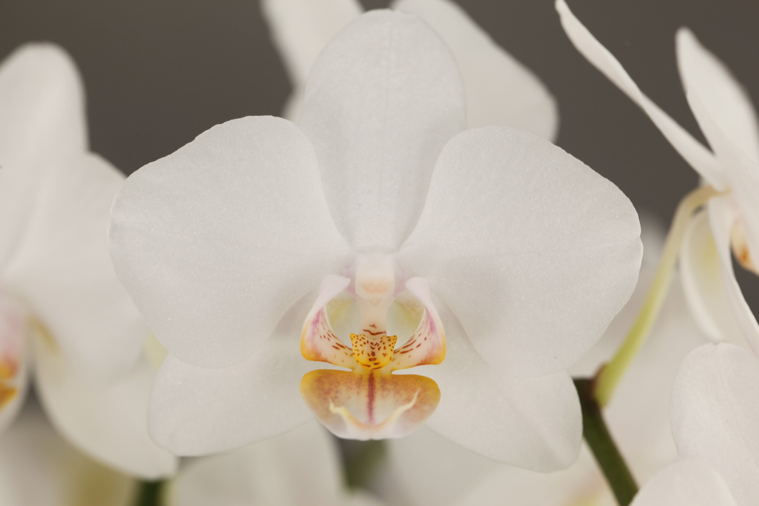 D12-9 witte Phalaenopsis — Bloem