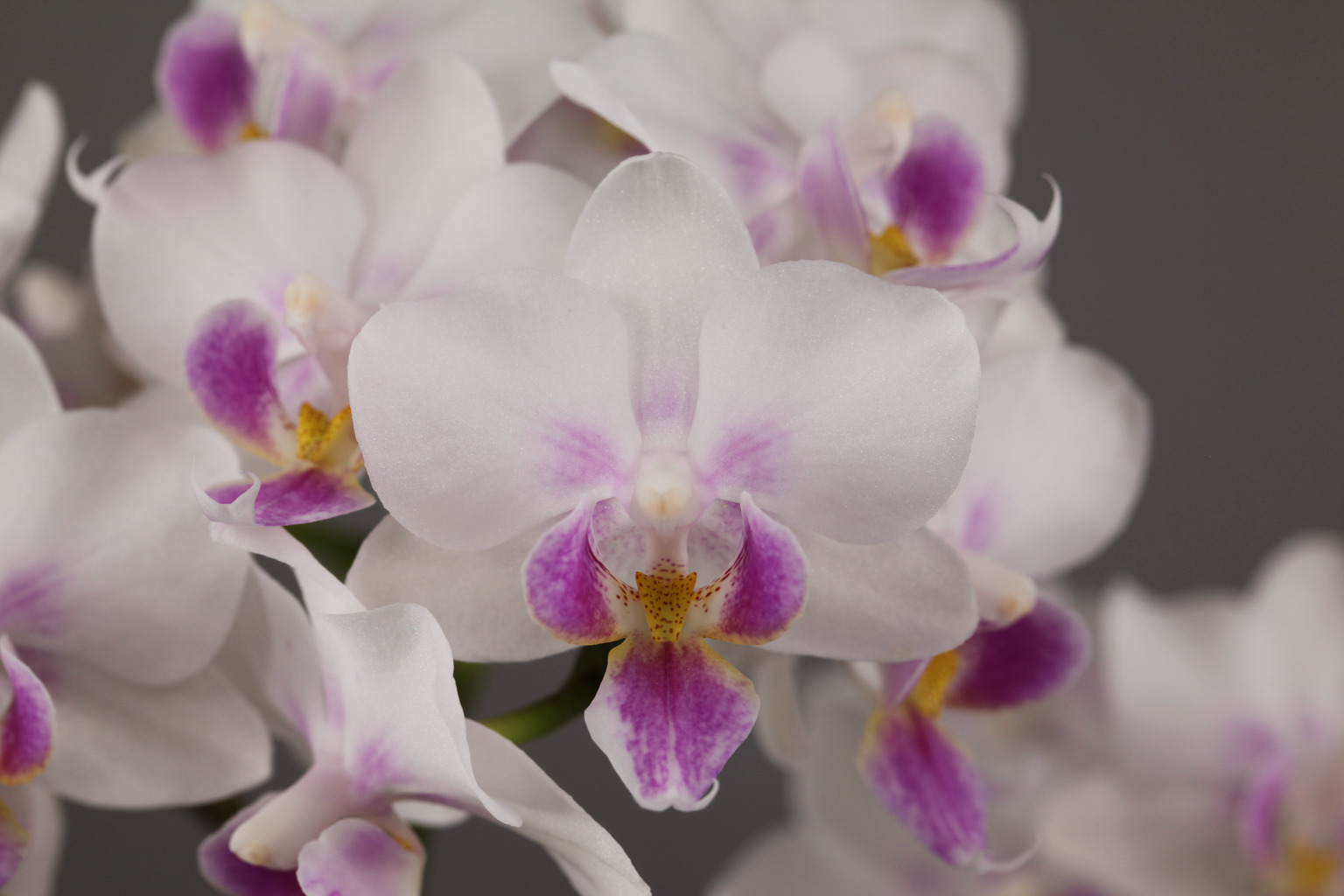 D13-1 white Phalaenopsis — Flower
