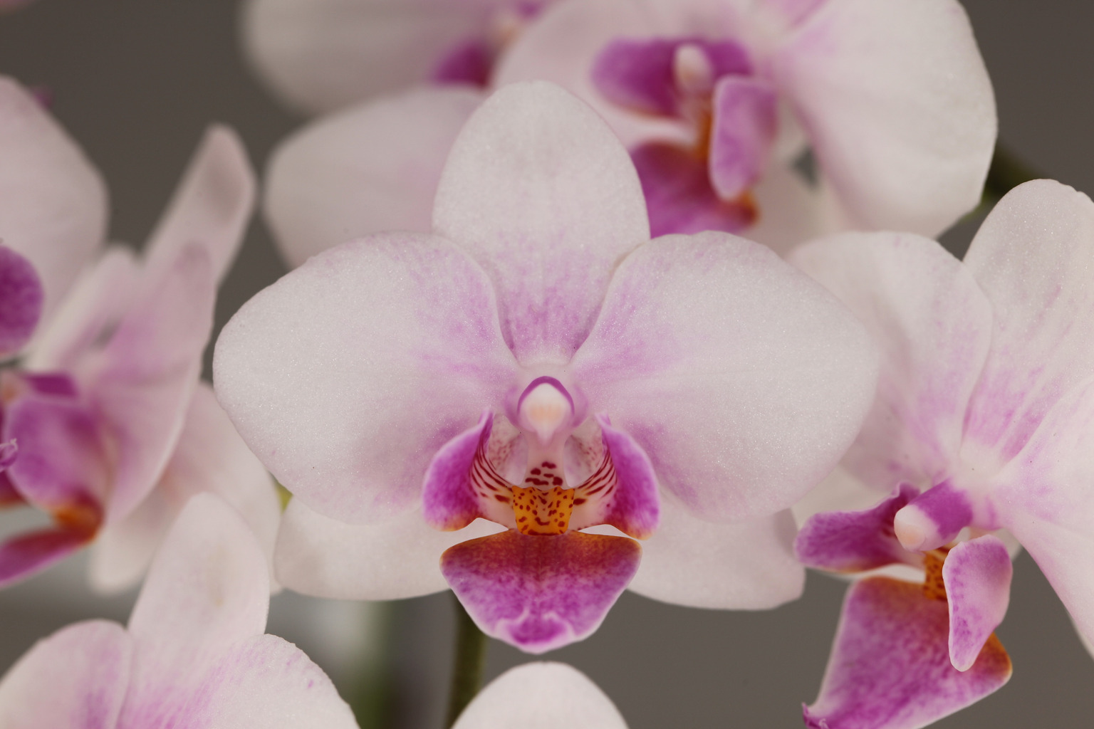 E59-1 witte Phalaenopsis — Bloem