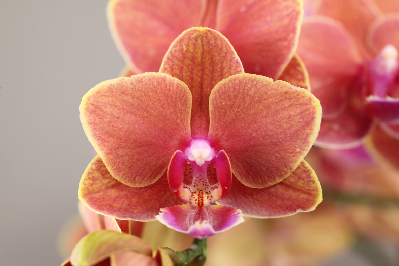 E66-A oranje Phalaenopsis — Bloem